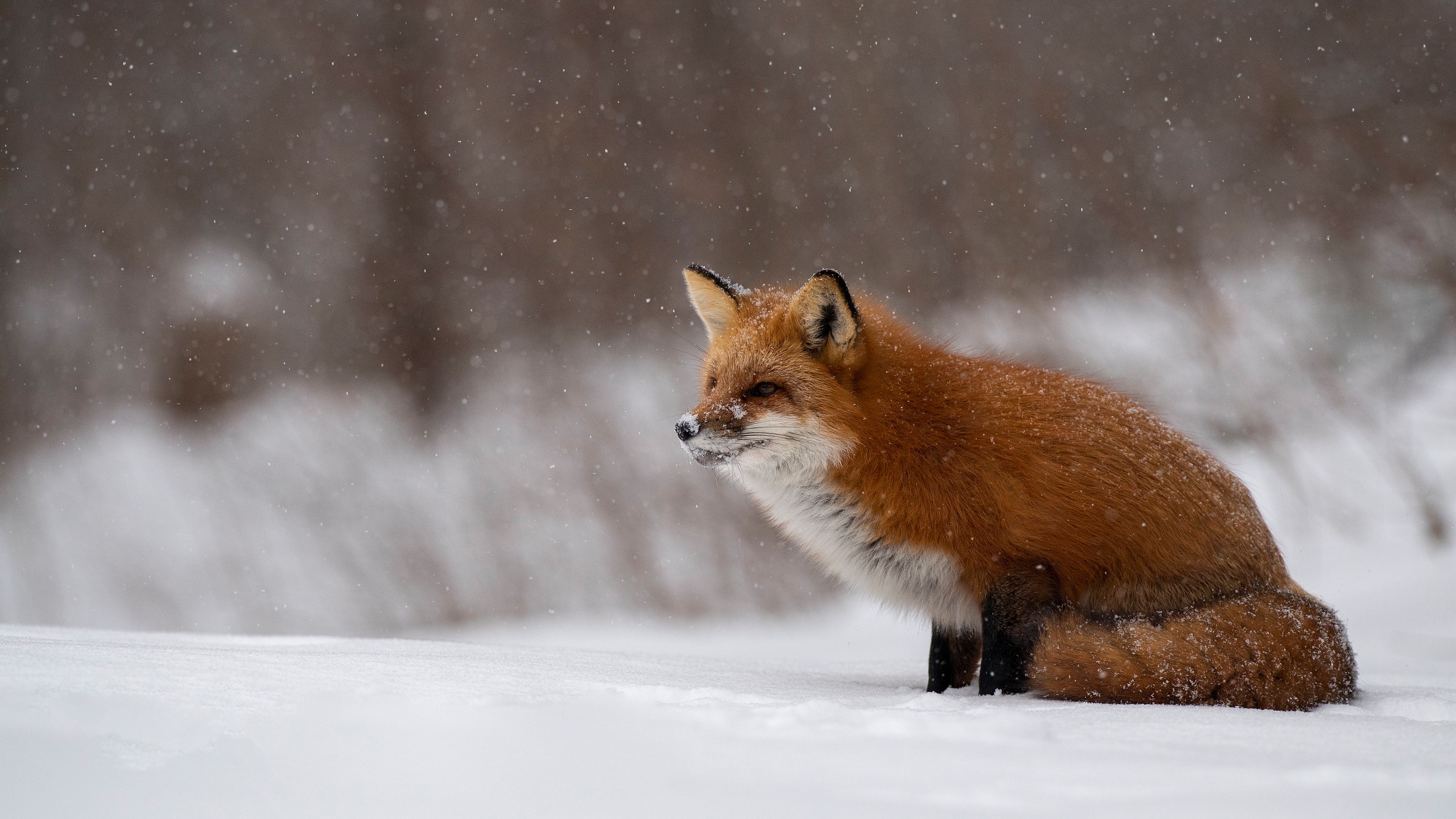 無料モバイル壁紙動物, 冬, 雪, 狐, 降雪をダウンロードします。