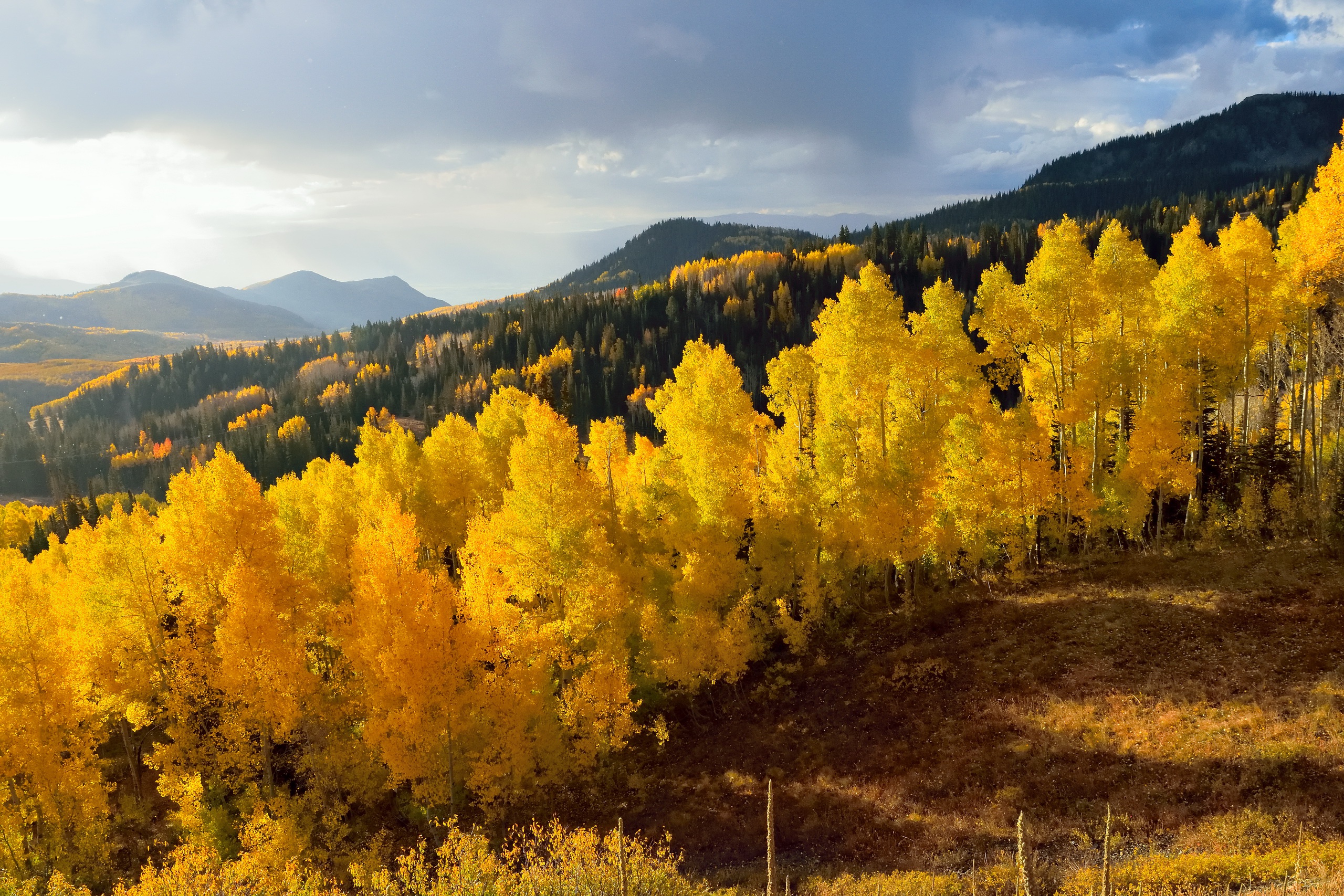 Descarga gratuita de fondo de pantalla para móvil de Paisaje, Naturaleza, Otoño, Bosque, Árbol, Tierra/naturaleza.