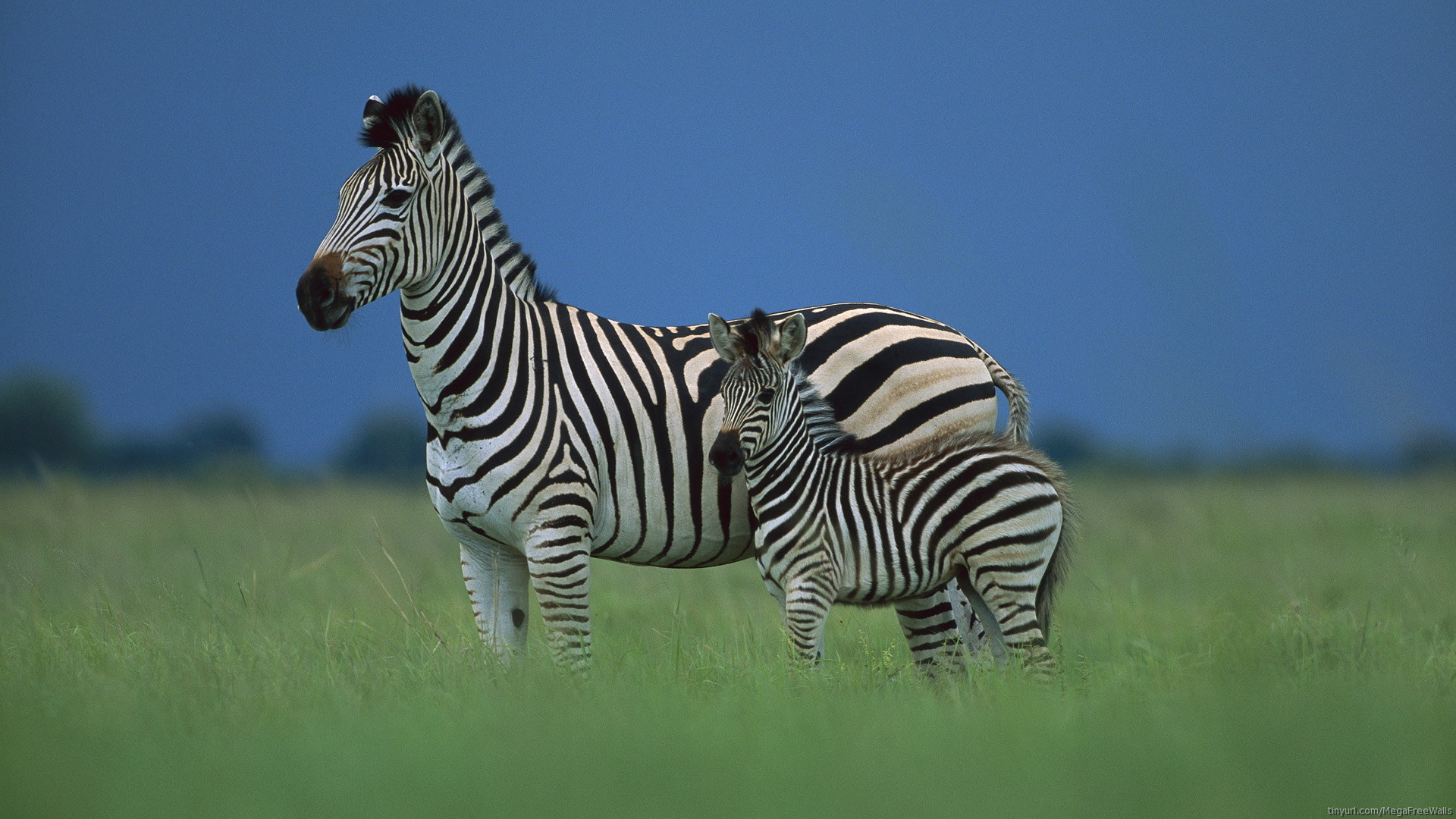 533678 Bild herunterladen zebra, tiere - Hintergrundbilder und Bildschirmschoner kostenlos