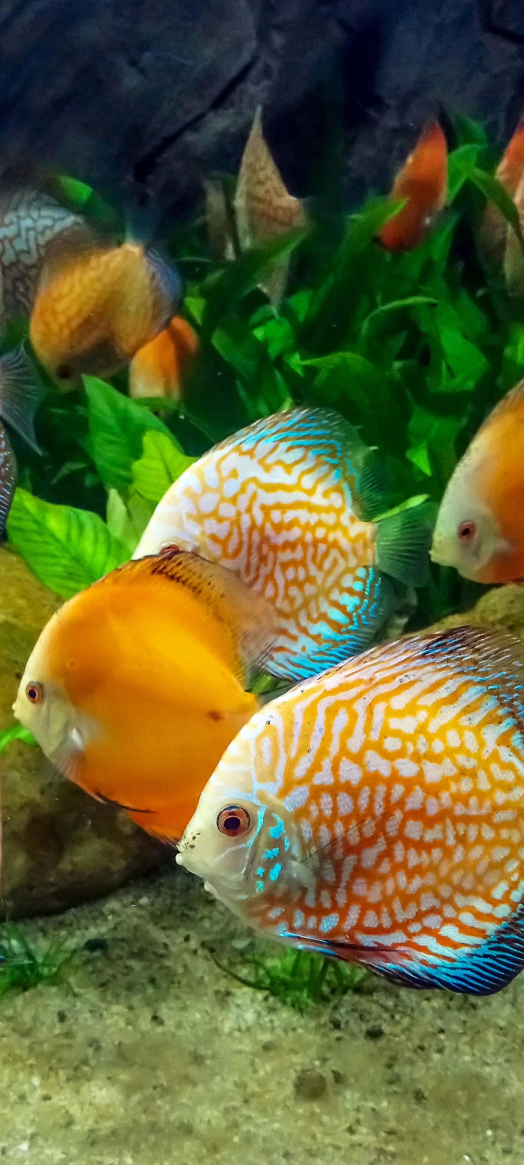 Download mobile wallpaper Fishes, Animal, Fish, Tropical Fish for free.