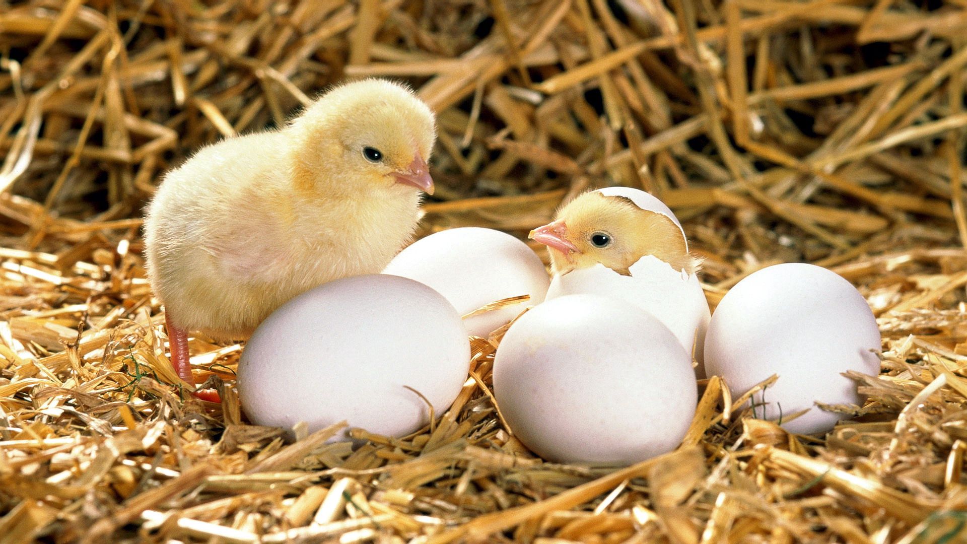 57241 скачать обои цыпленок, яйца, скорлупа, животные, сено, вылупляться - заставки и картинки бесплатно