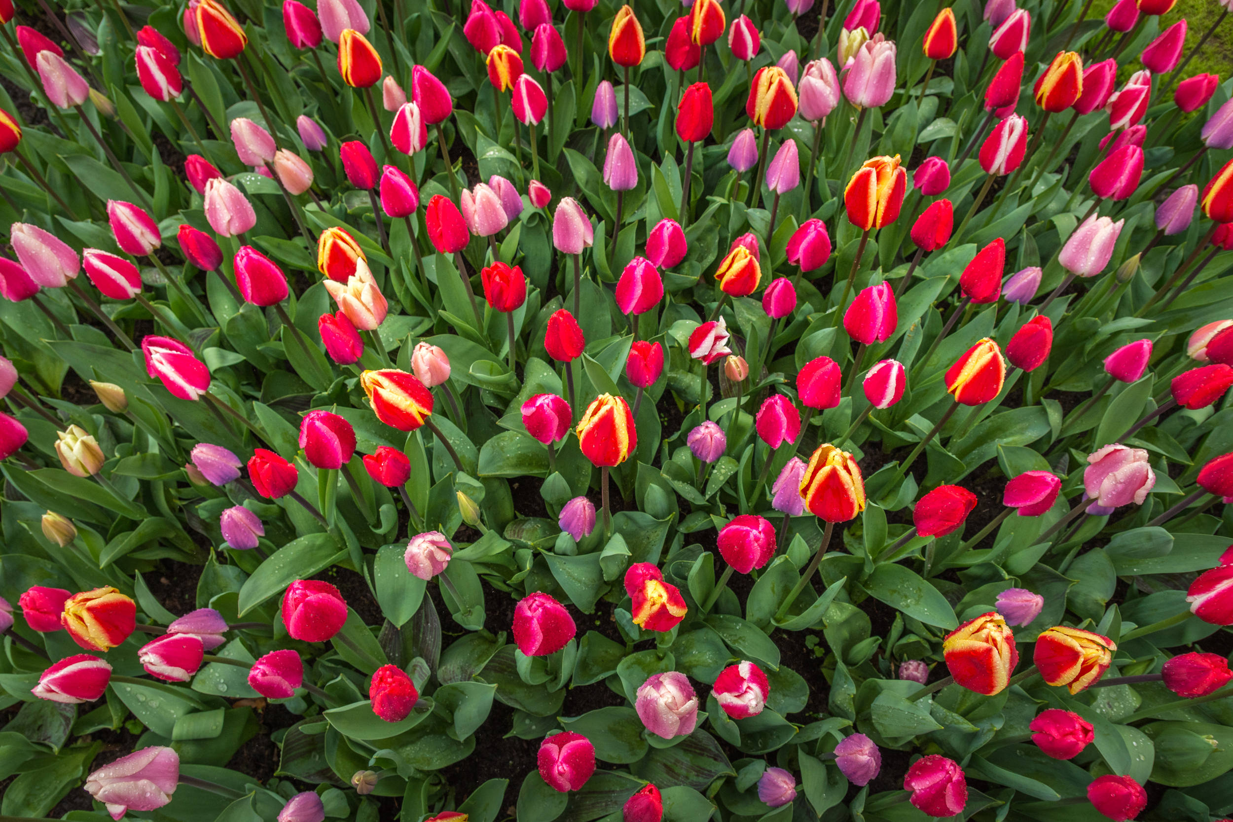 Téléchargez gratuitement l'image Fleurs, Fleur, Champ, Tulipe, Fleur Mauve, Terre/nature, Fleur Rose sur le bureau de votre PC
