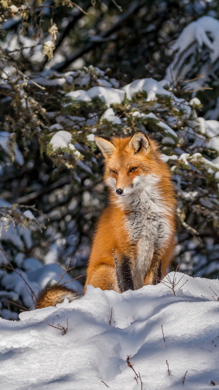 無料モバイル壁紙動物, 冬, 雪, 狐をダウンロードします。