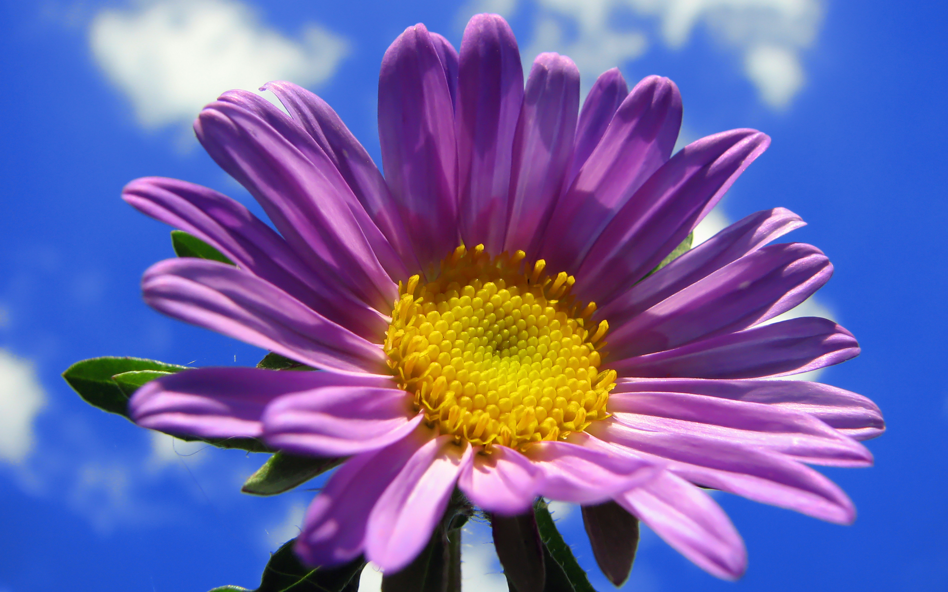 Téléchargez gratuitement l'image Fleurs, Fleur, Terre/nature sur le bureau de votre PC