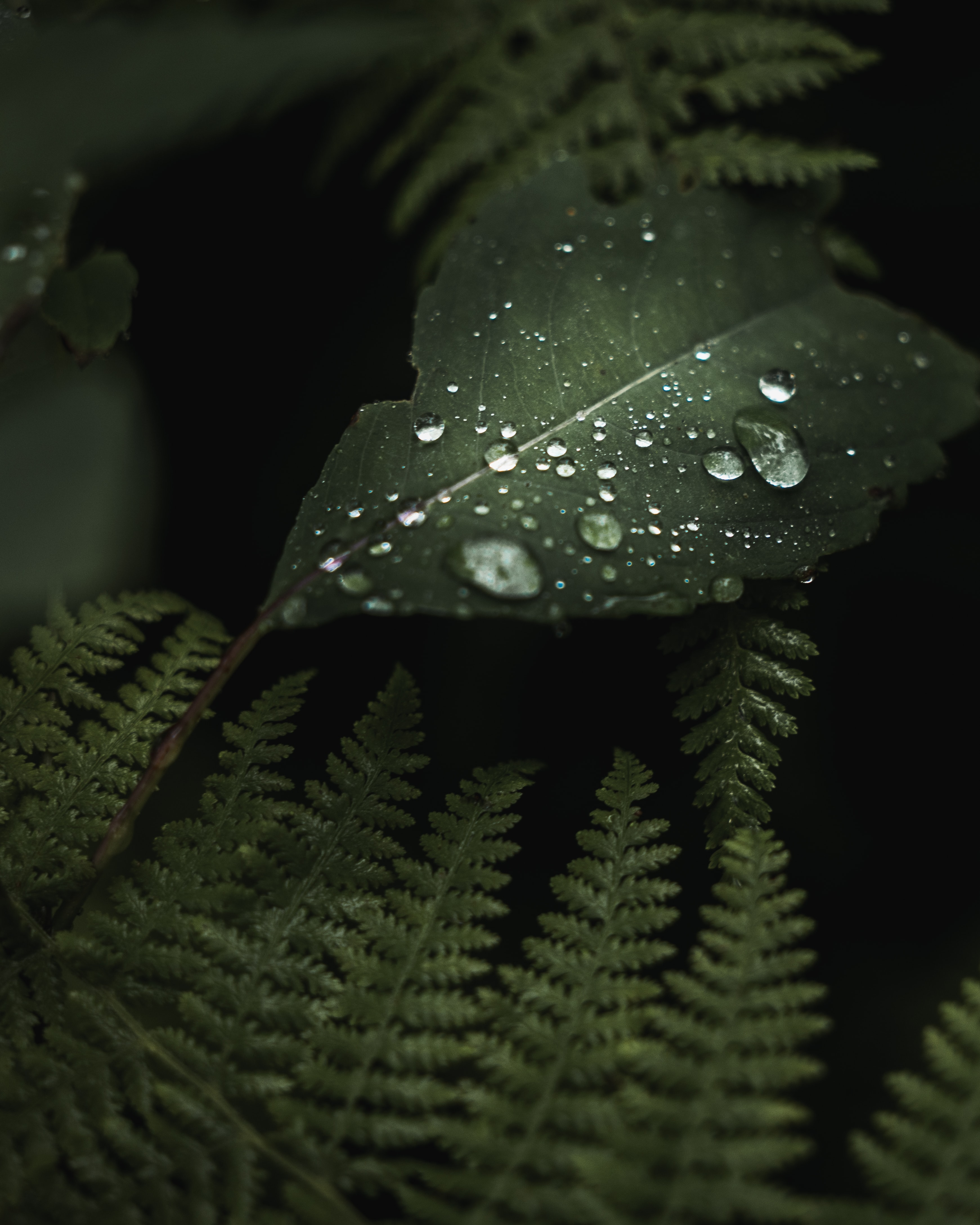Download mobile wallpaper Macro, Wet, Leaves, Drops, Plants for free.