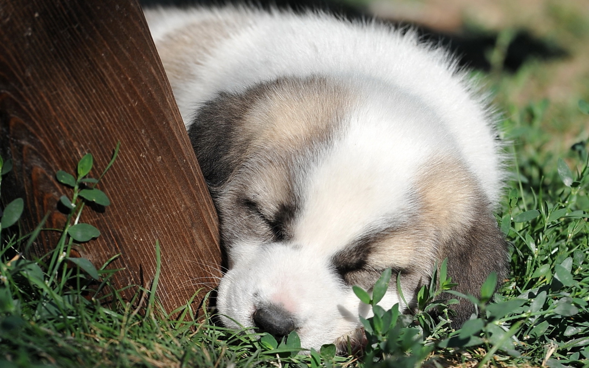 Descarga gratuita de fondo de pantalla para móvil de Animales, Cachorro.