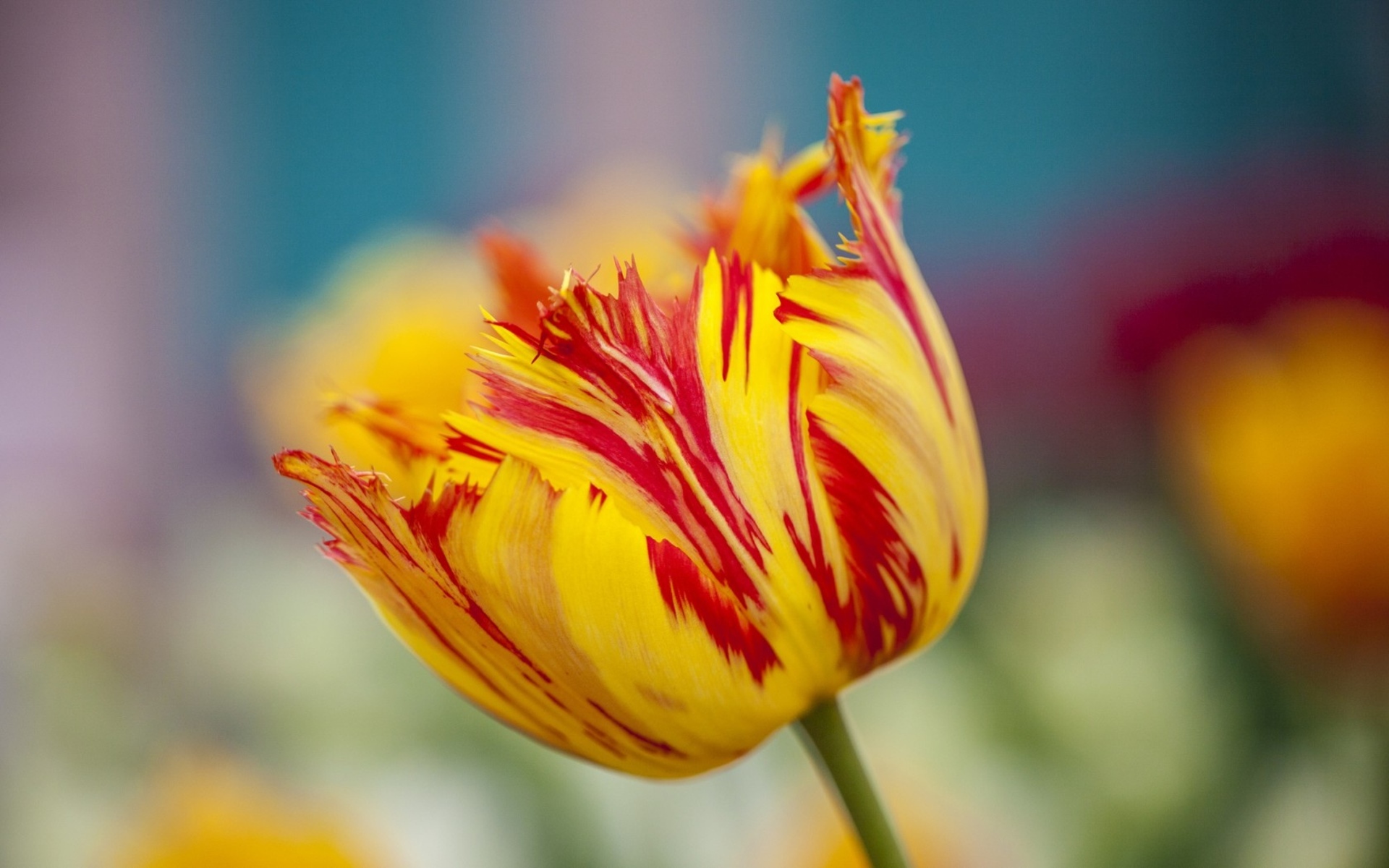 Handy-Wallpaper Tulpe, Blumen, Blume, Erde/natur kostenlos herunterladen.