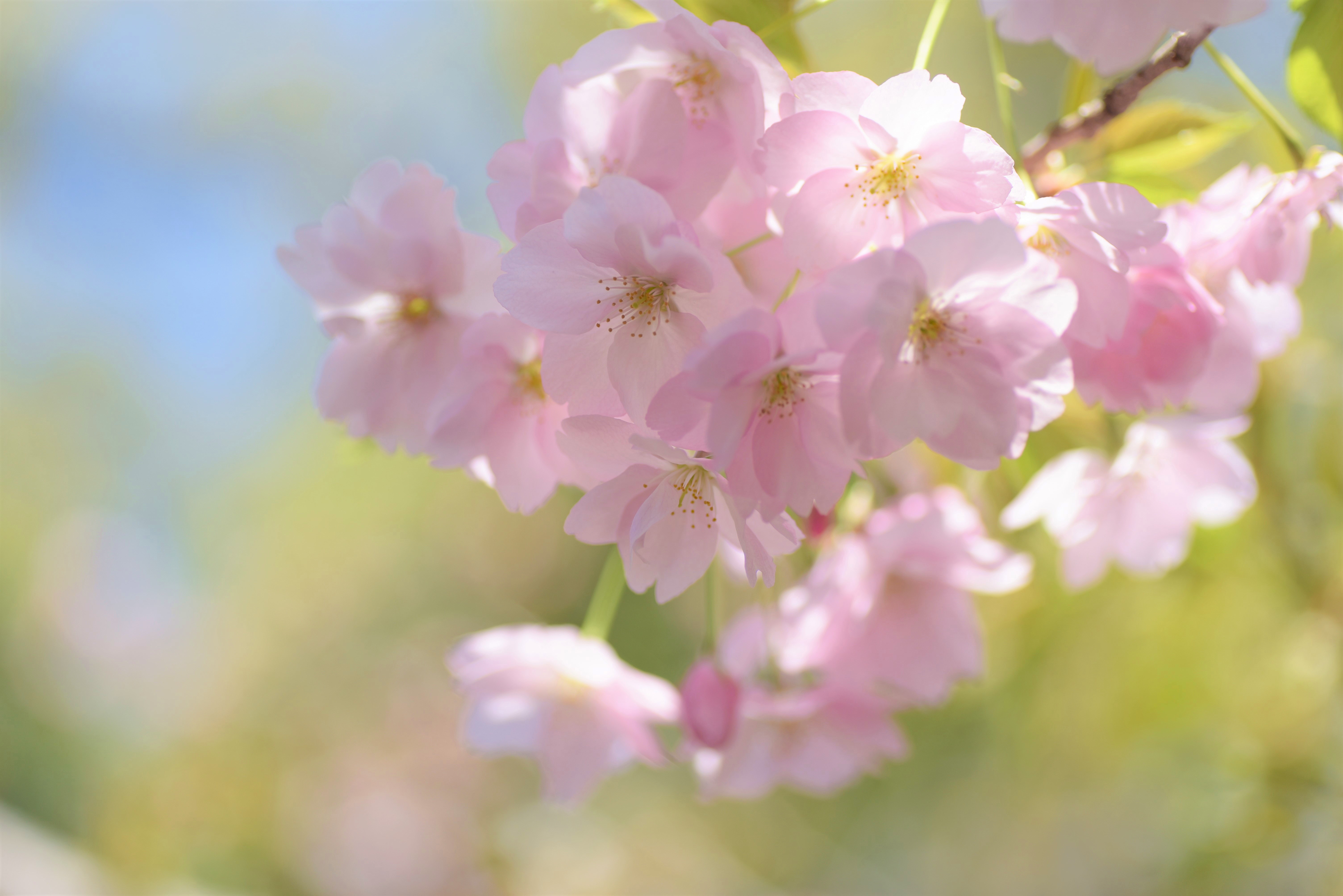 Laden Sie das Sakura, Erde/natur-Bild kostenlos auf Ihren PC-Desktop herunter