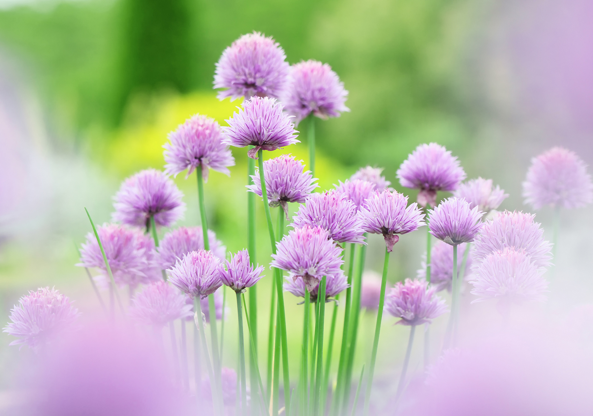 Free download wallpaper Flowers, Flower, Earth on your PC desktop