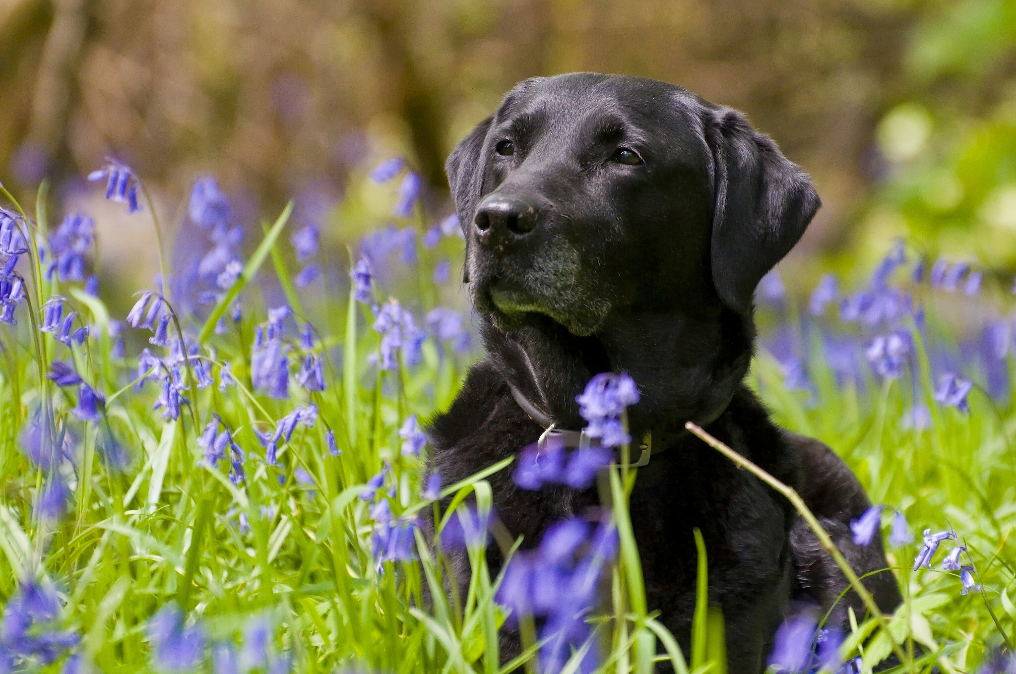 retriever, animals, flowers, grass, black, muzzle, labrador