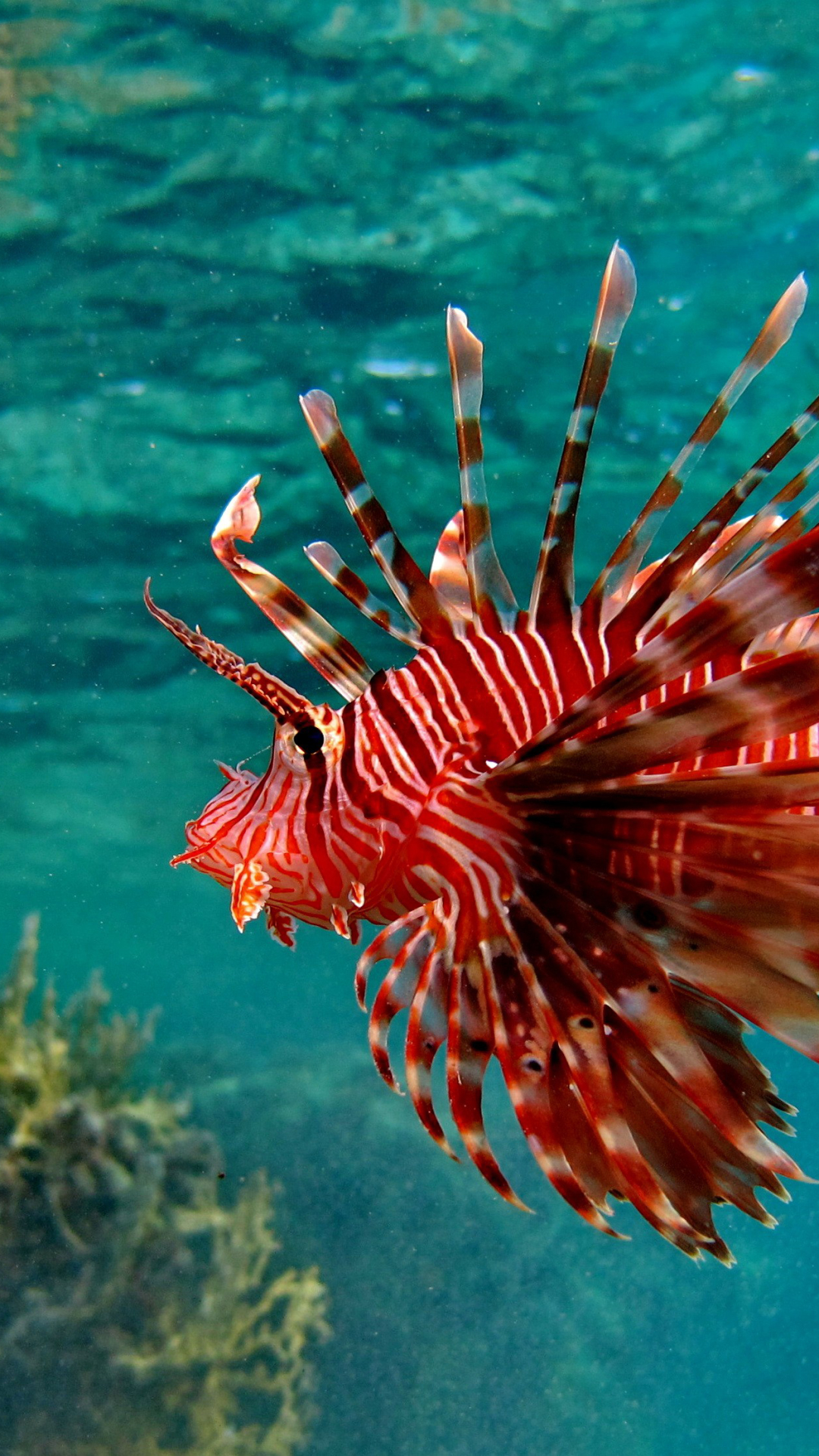 Download mobile wallpaper Fishes, Animal, Fish, Lionfish for free.