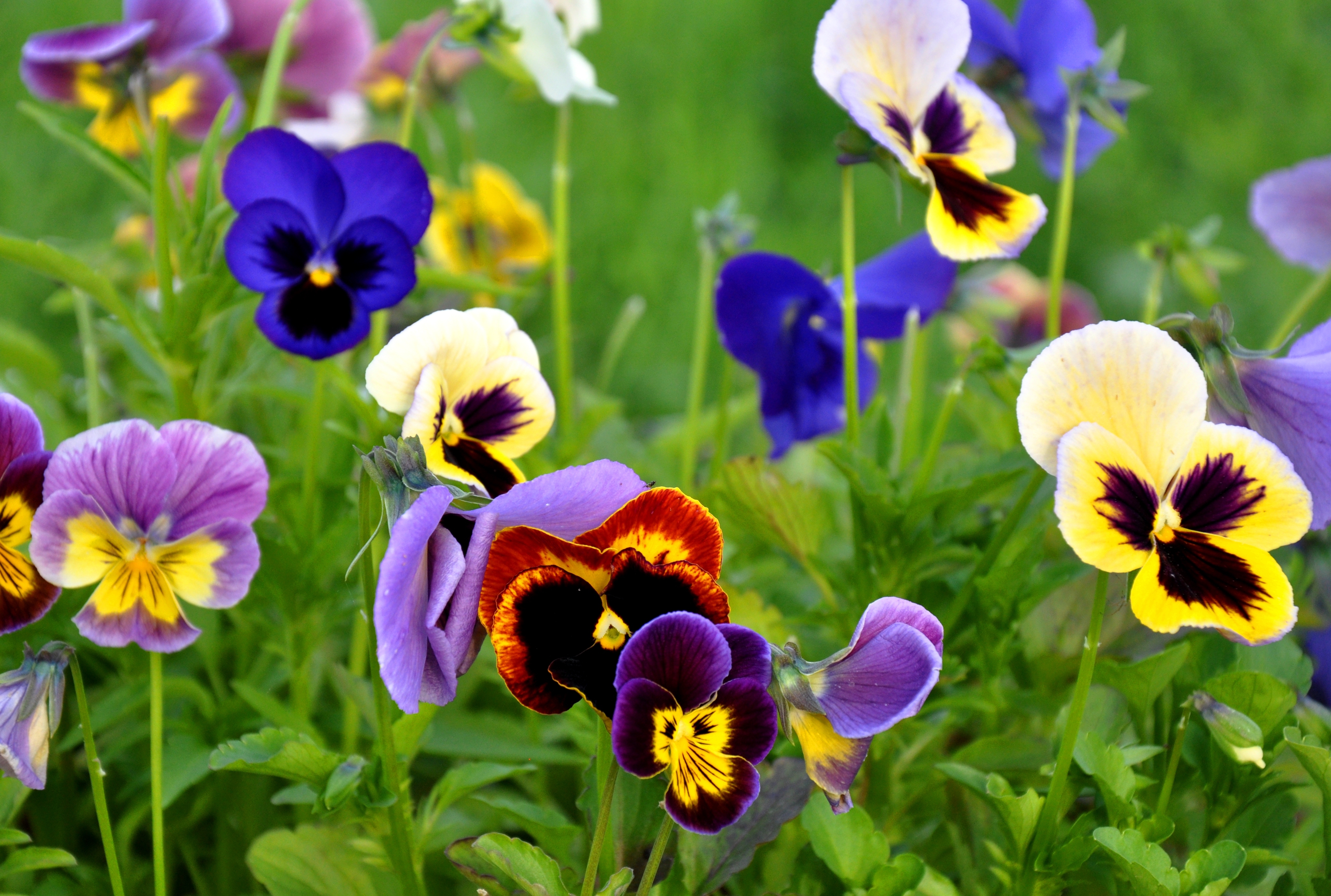 earth, pansy, flowers