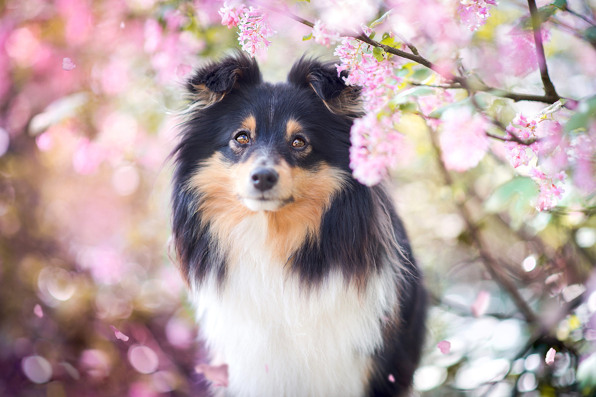 Download mobile wallpaper Dogs, Dog, Animal, Bokeh, Border Collie, Blossom for free.