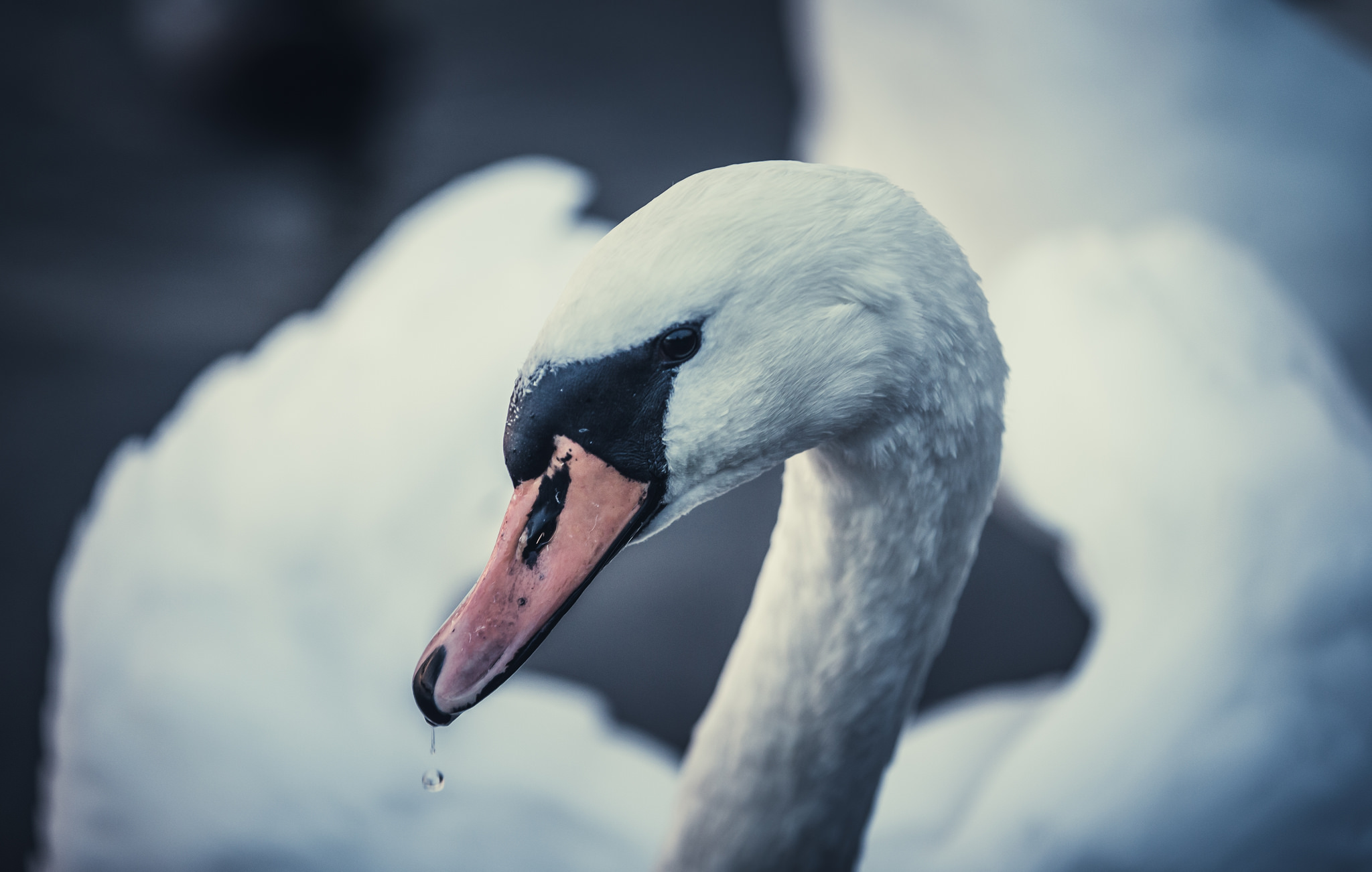 Handy-Wallpaper Tiere, Vögel, Vogel, Schwan, Höckerschwan kostenlos herunterladen.