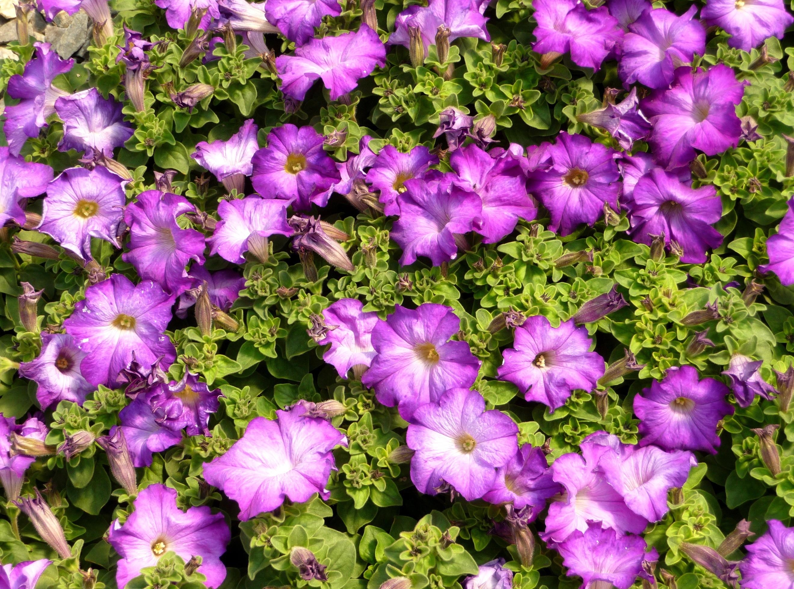 flowers, greens, sunny, petunias for android
