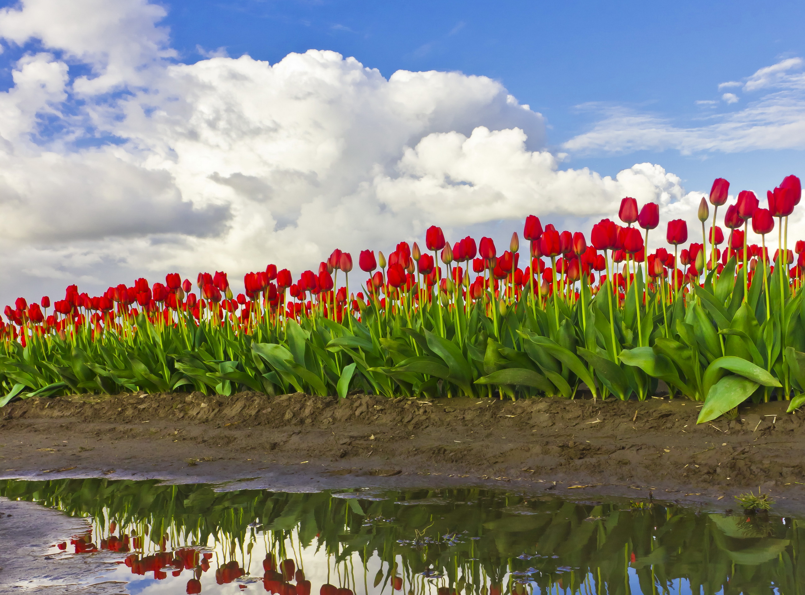 Free download wallpaper Flowers, Earth, Tulip on your PC desktop