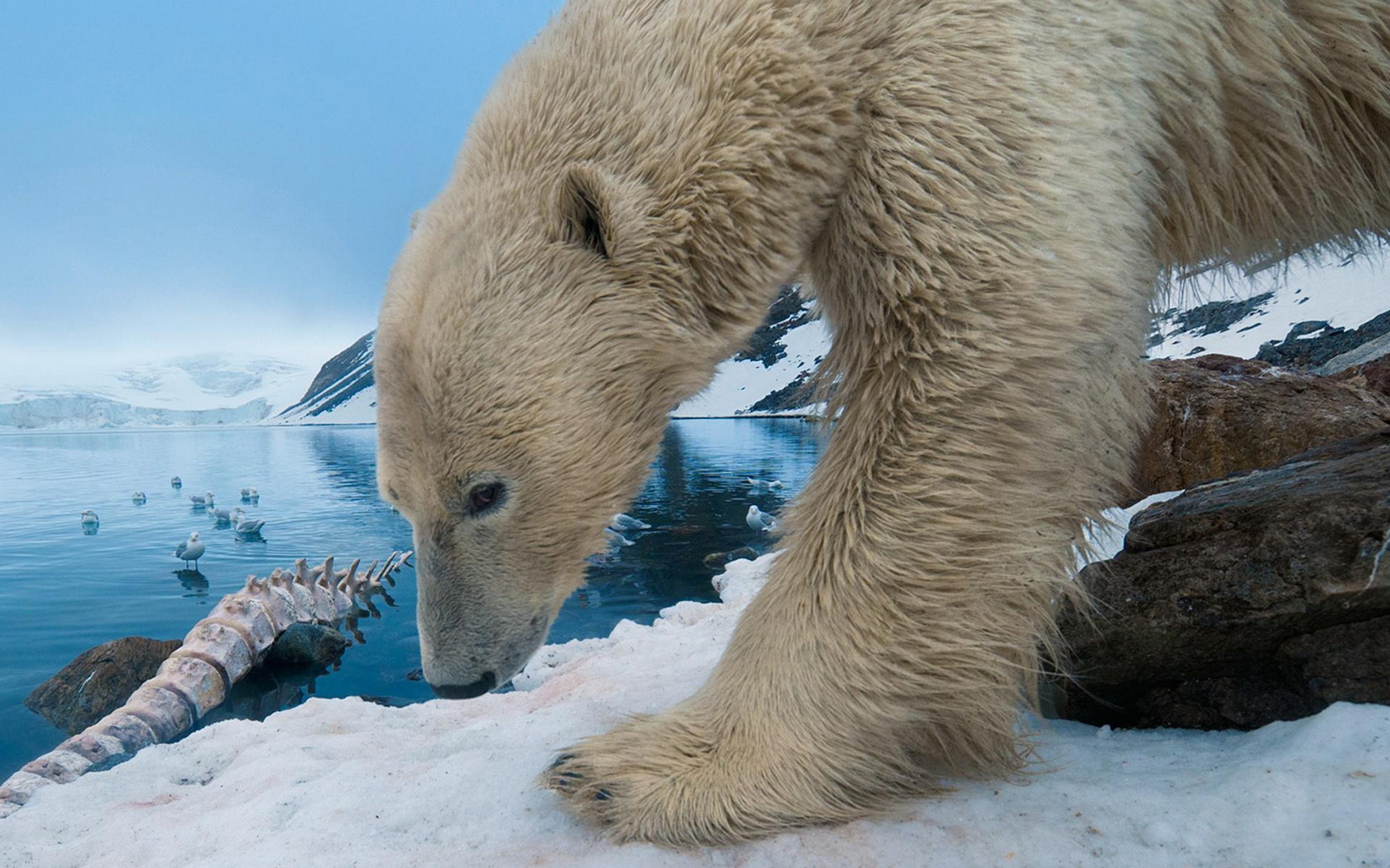 Baixar papel de parede para celular de Animais, Urso Polar gratuito.