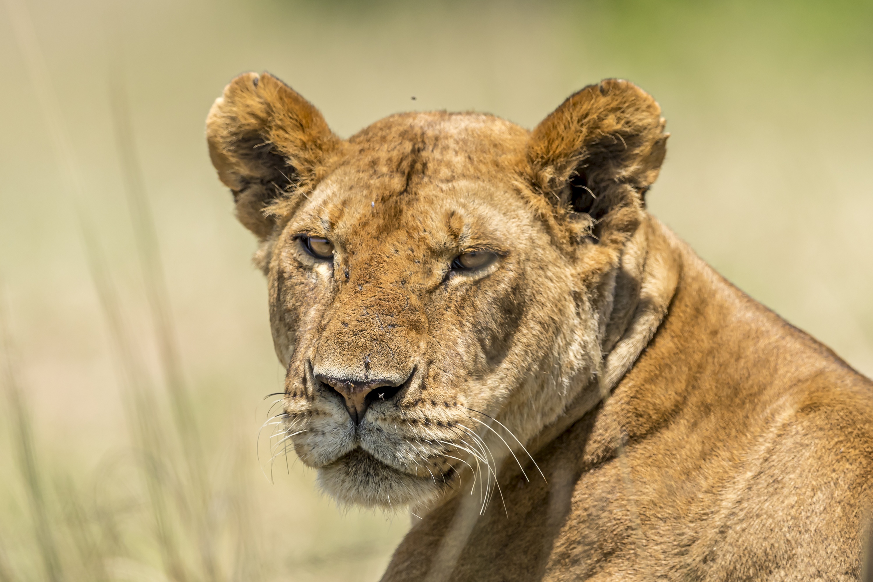 Laden Sie das Tiere, Katzen, Löwe-Bild kostenlos auf Ihren PC-Desktop herunter