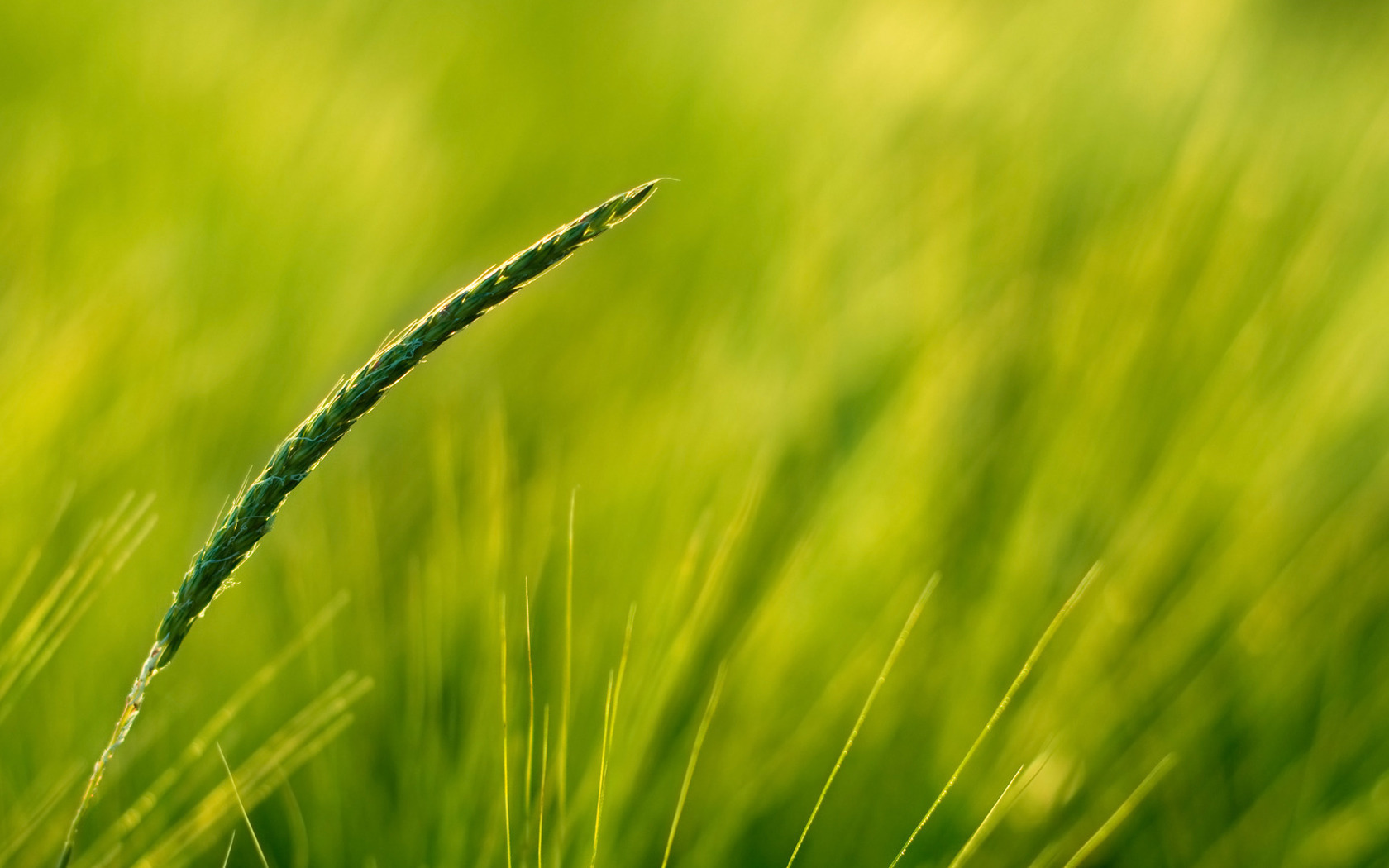 Laden Sie das Pflanzen, Grass, Hintergrund-Bild kostenlos auf Ihren PC-Desktop herunter