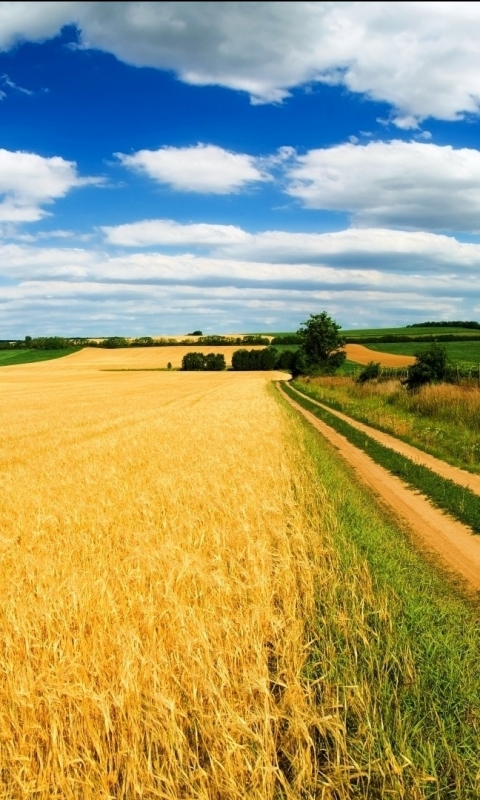 Handy-Wallpaper Landschaft, Natur, Weizen, Feld, Erde/natur kostenlos herunterladen.