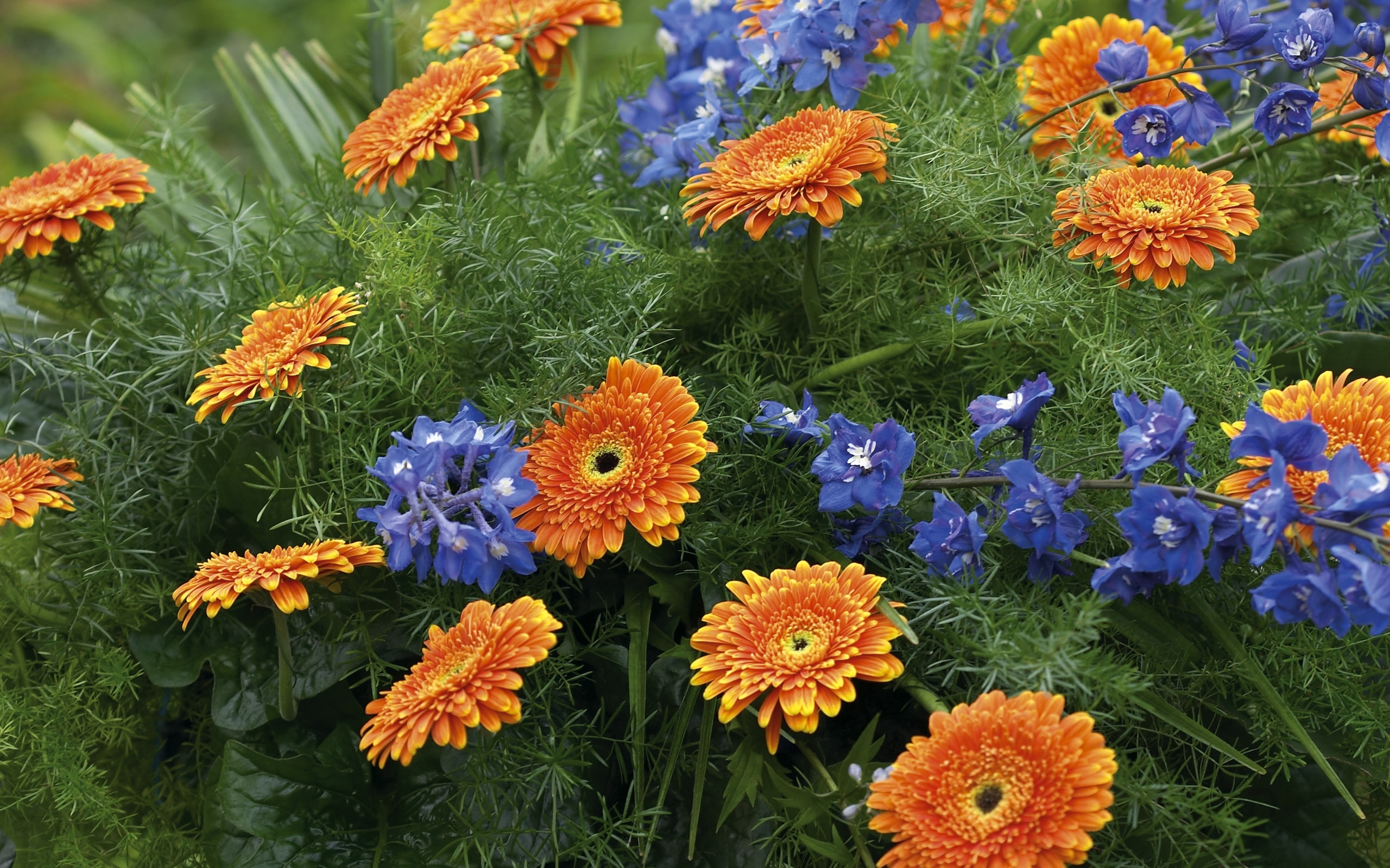 Téléchargez gratuitement l'image Fleur, Terre/nature sur le bureau de votre PC