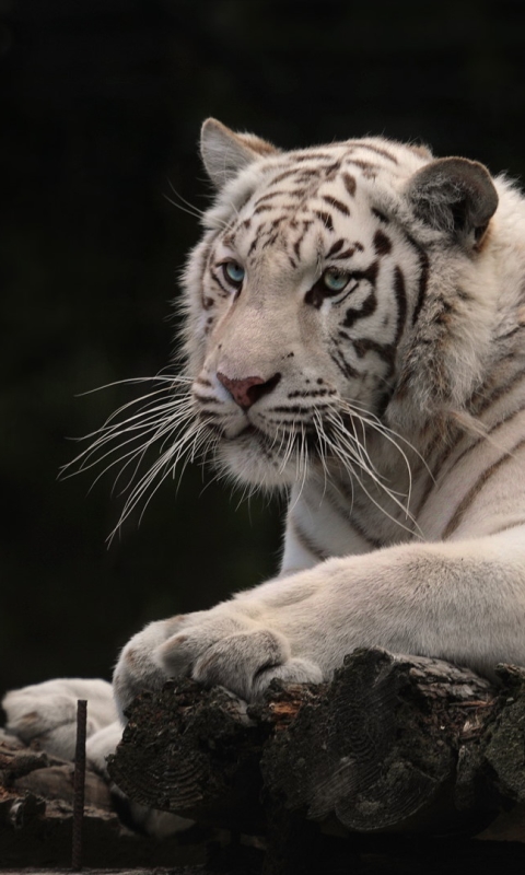 Handy-Wallpaper Tiere, Katzen, Weißer Tiger kostenlos herunterladen.