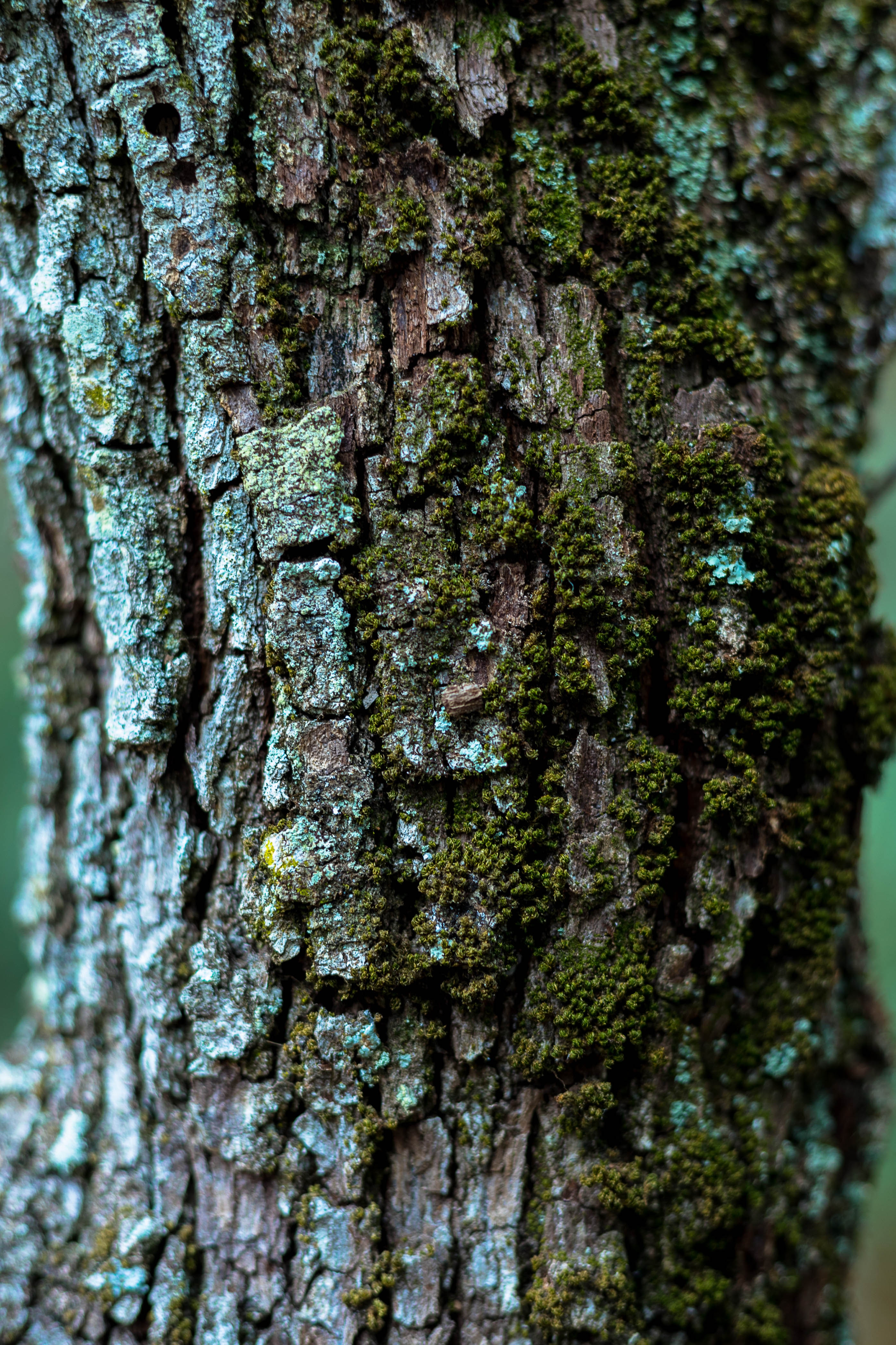 Free HD moss, macro, wood, tree, bark, trunk