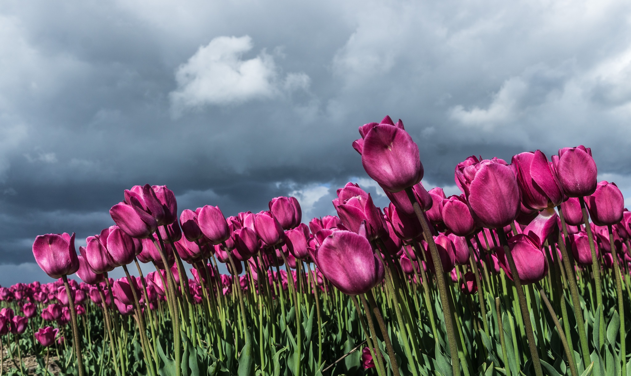 Descarga gratis la imagen Naturaleza, Flores, Flor, Flor Rosa, Tulipán, Tierra/naturaleza en el escritorio de tu PC