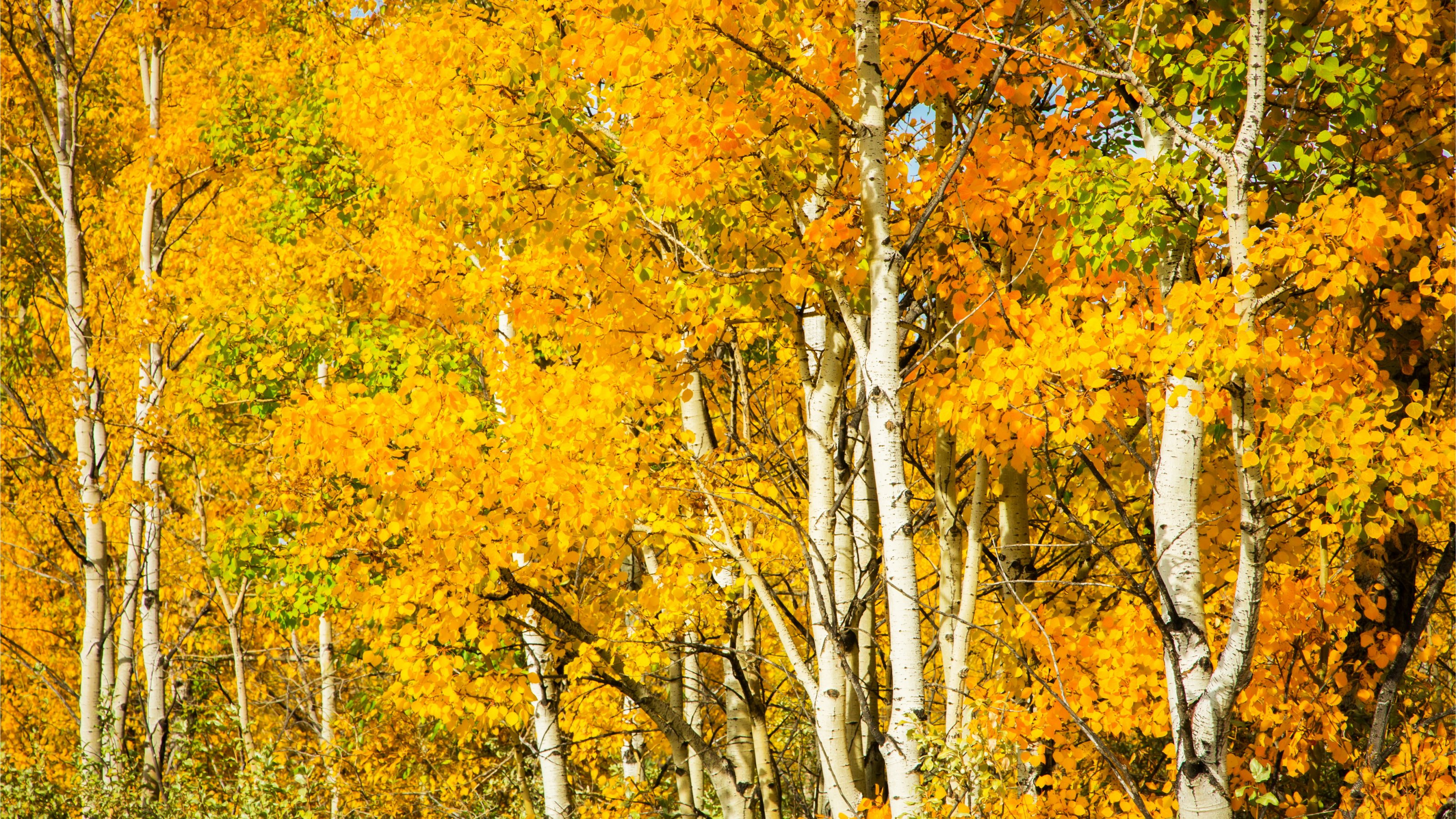 Скачать обои бесплатно Осень, Лес, Дерево, Земля/природа, Берёза картинка на рабочий стол ПК