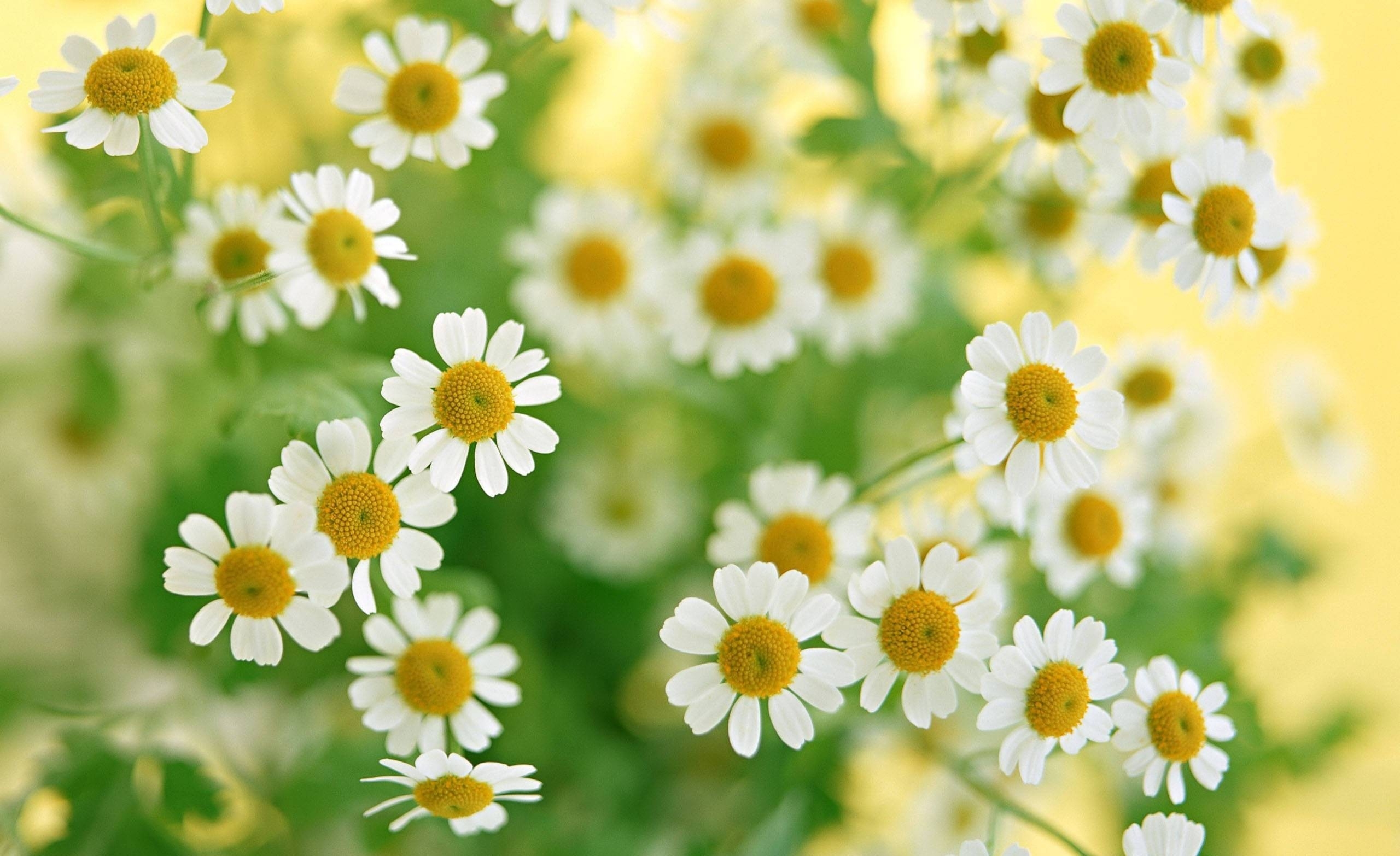 Download mobile wallpaper Bouquet, Petals, Camomile, Close Up, Flowers, Summer for free.