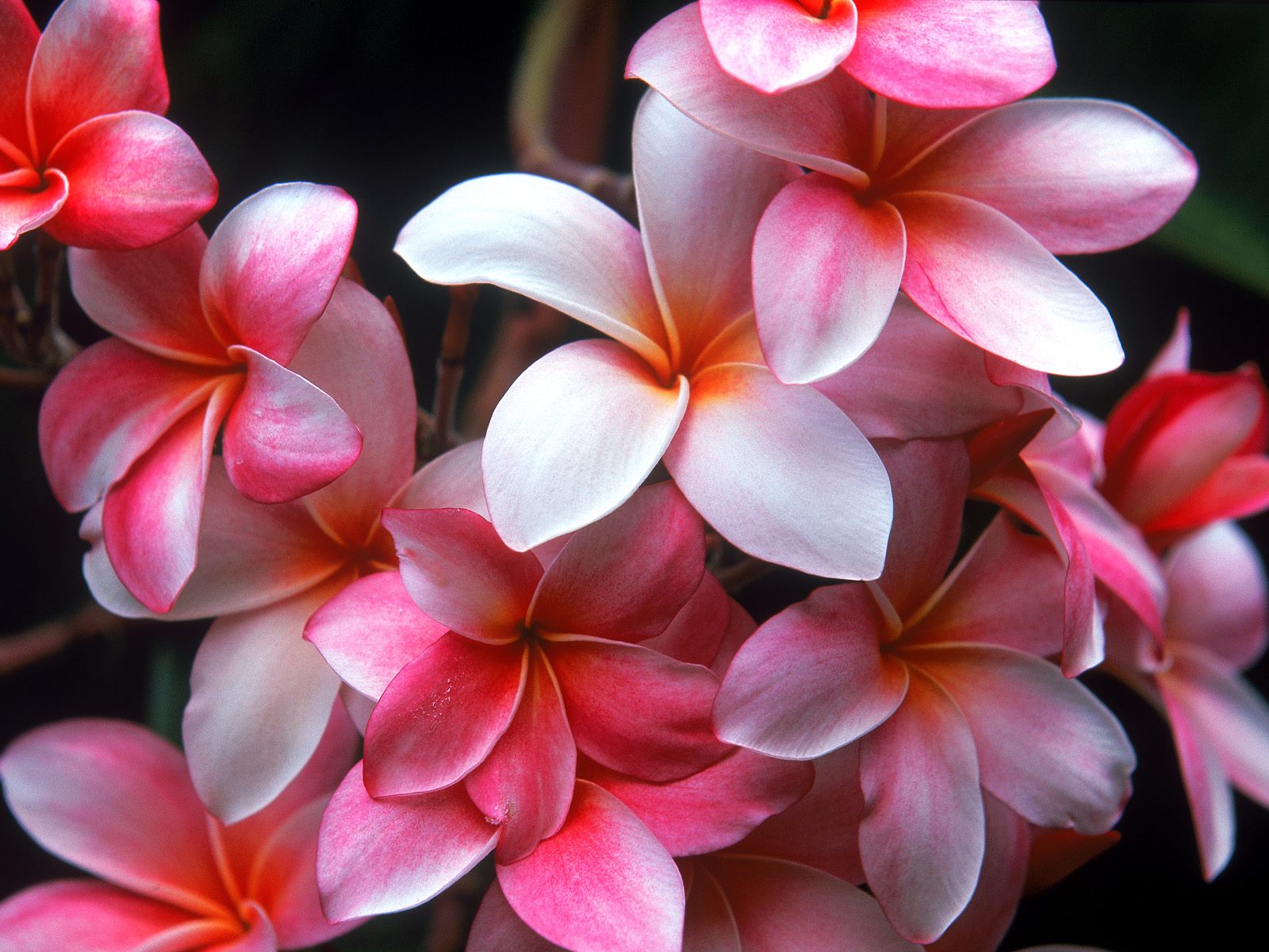 Laden Sie das Natur, Blumen, Blume, Plumeria, Frangipani, Erde/natur, Pinke Blume-Bild kostenlos auf Ihren PC-Desktop herunter