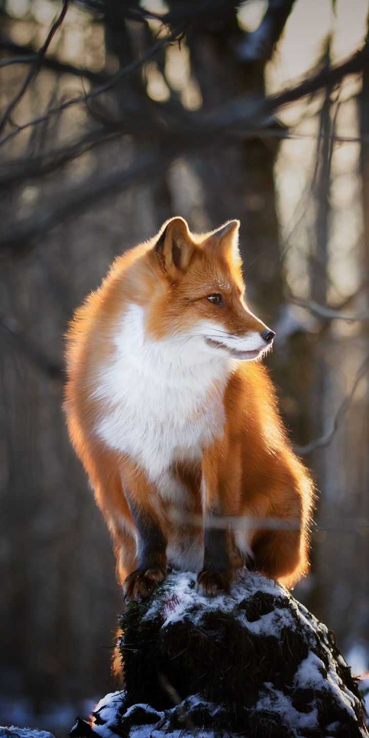 無料モバイル壁紙動物, 狐, 被写界深度をダウンロードします。
