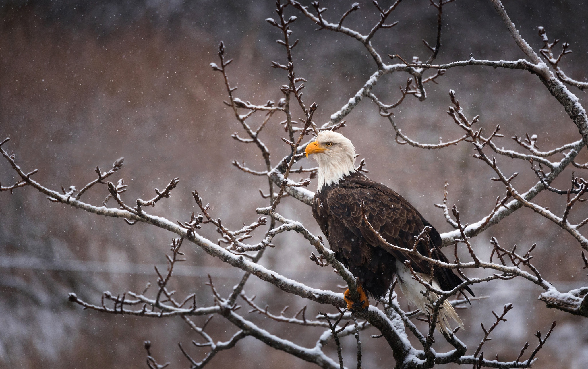 Download mobile wallpaper Birds, Animal, Eagle, Bald Eagle, Snowfall, Bird Of Prey for free.
