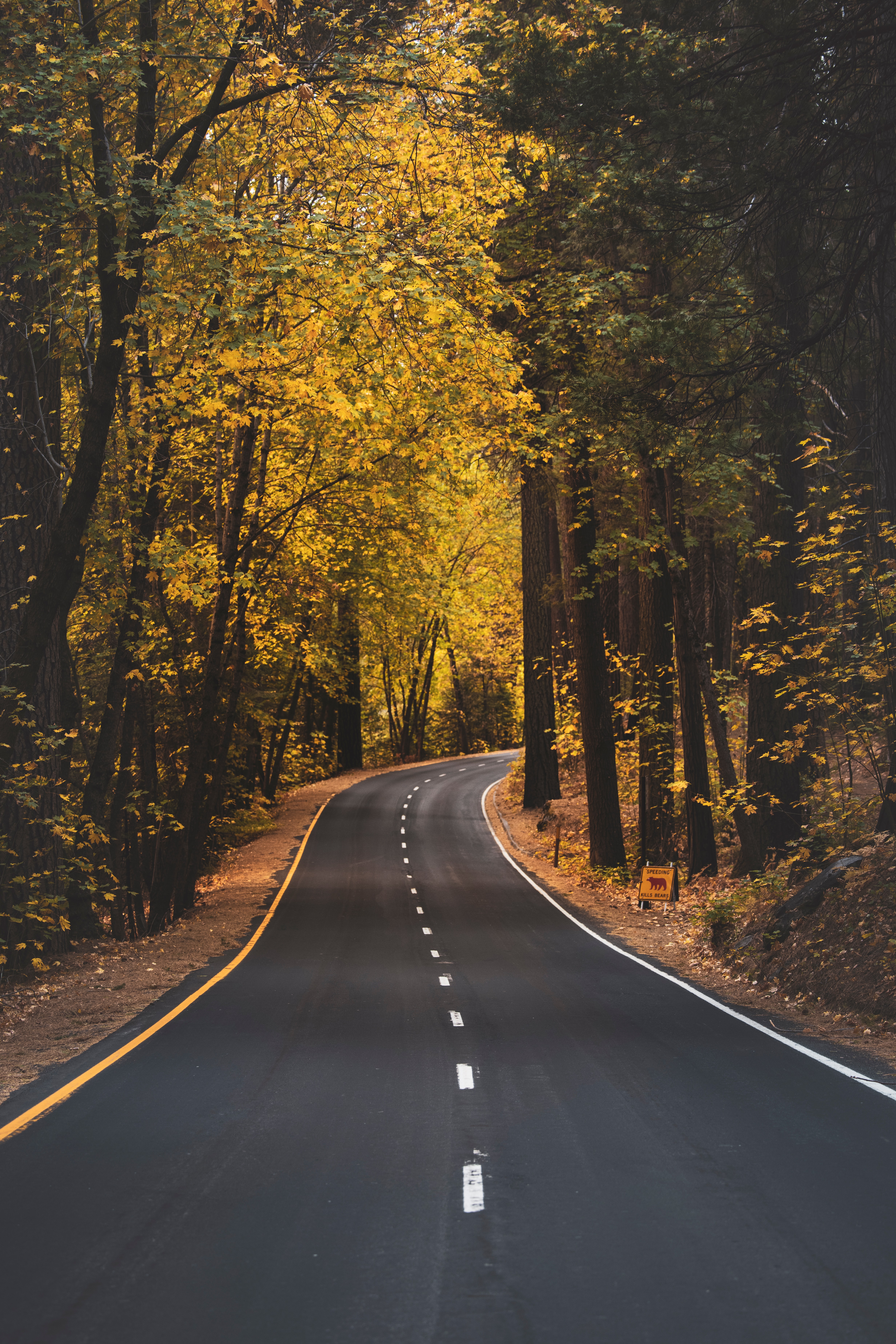 Download mobile wallpaper Road, Asphalt, Autumn, Trees, Nature for free.