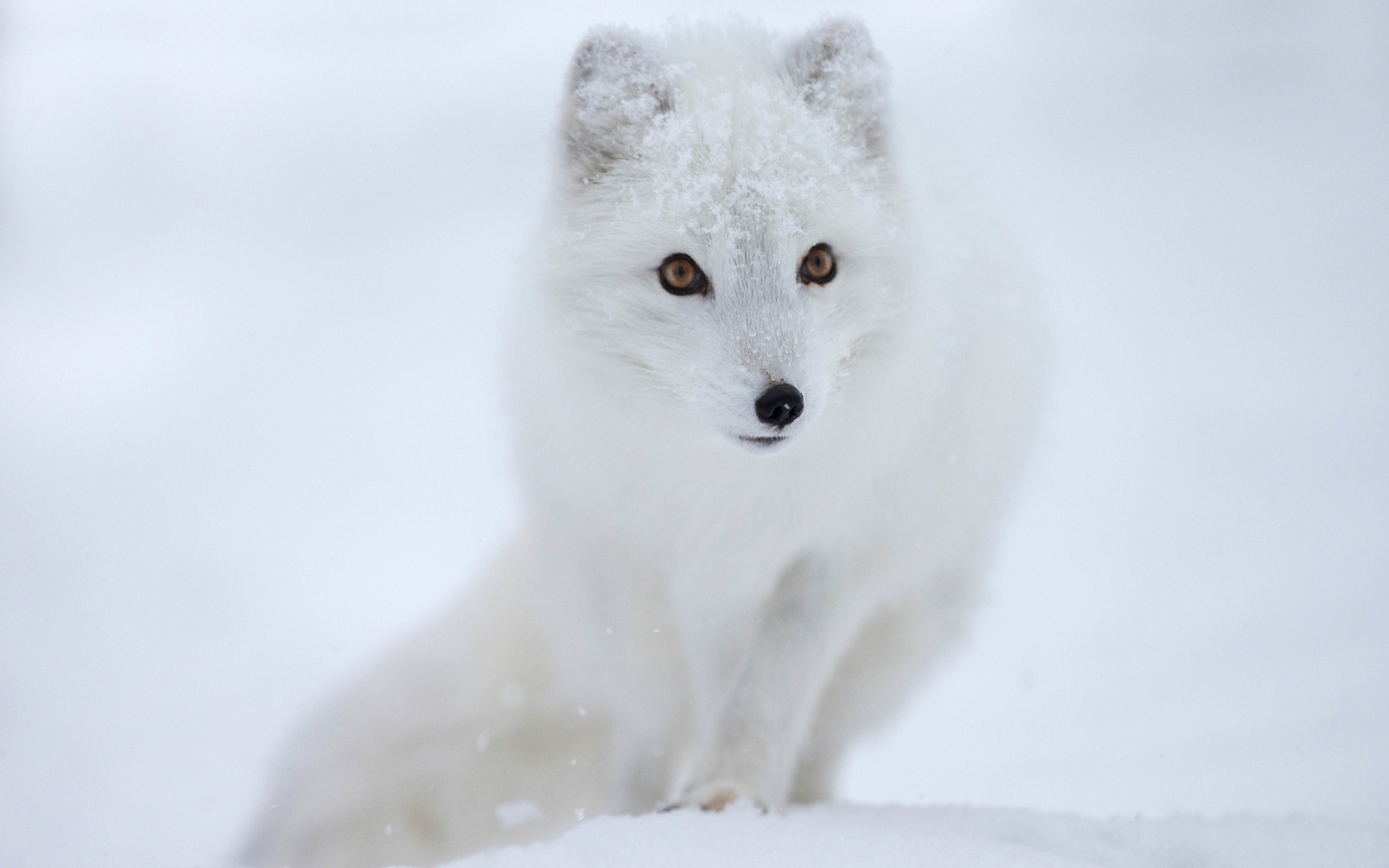 282854 baixar papel de parede animais, raposa do ártico, raposa, cães - protetores de tela e imagens gratuitamente