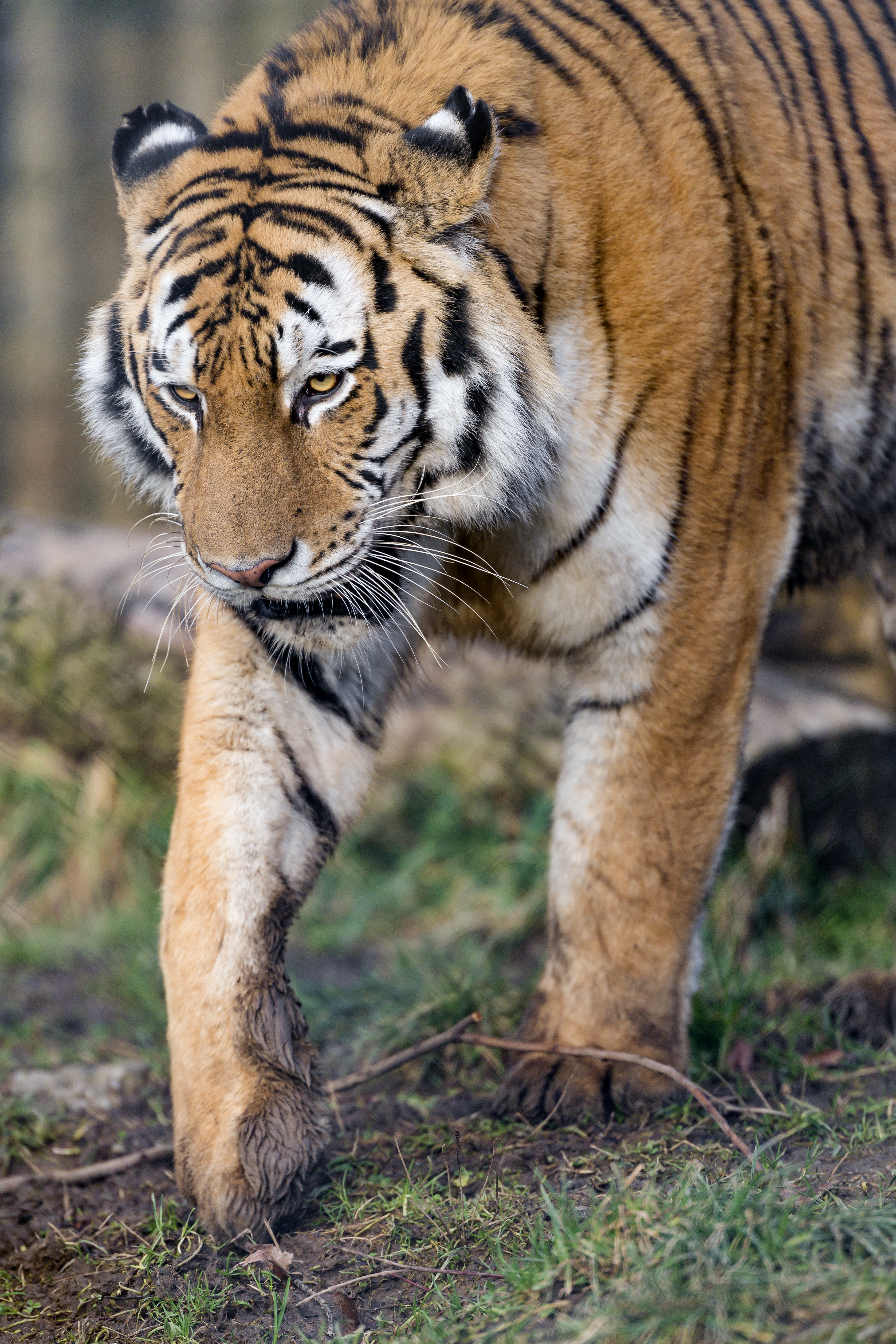 Download mobile wallpaper Sight, Opinion, Paws, Predator, Animals, Big Cat, Tiger for free.