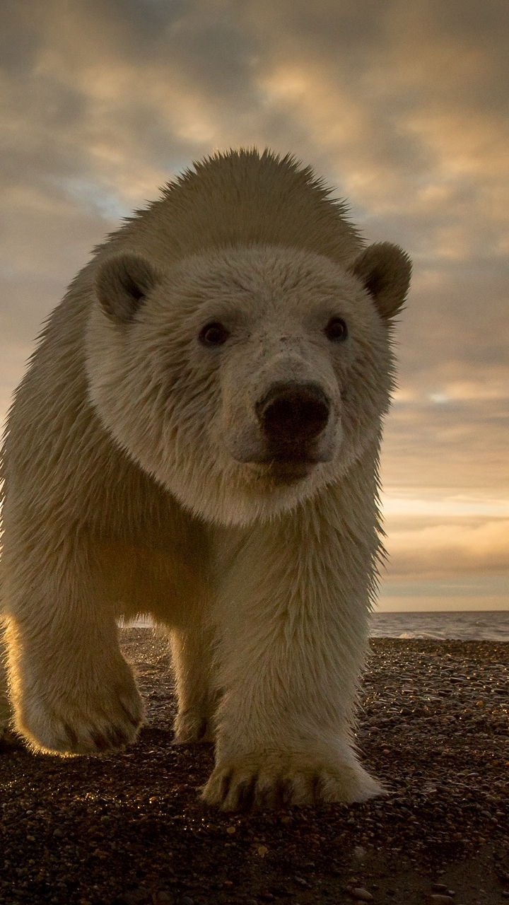 Download mobile wallpaper Sunset, Bears, Bear, Animal, Polar Bear for free.