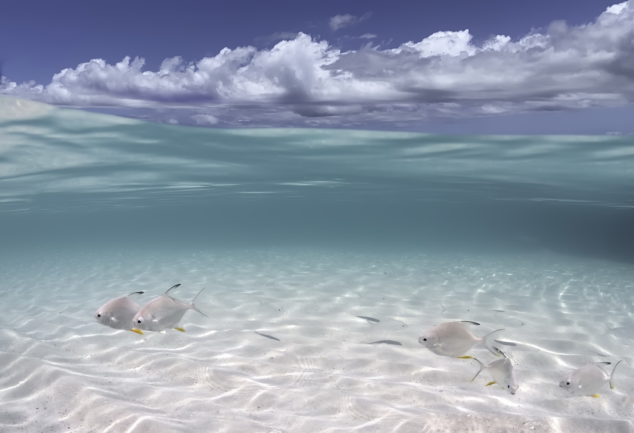 Free download wallpaper Sky, Fishes, Animal, Cloud, Fish, Underwater on your PC desktop