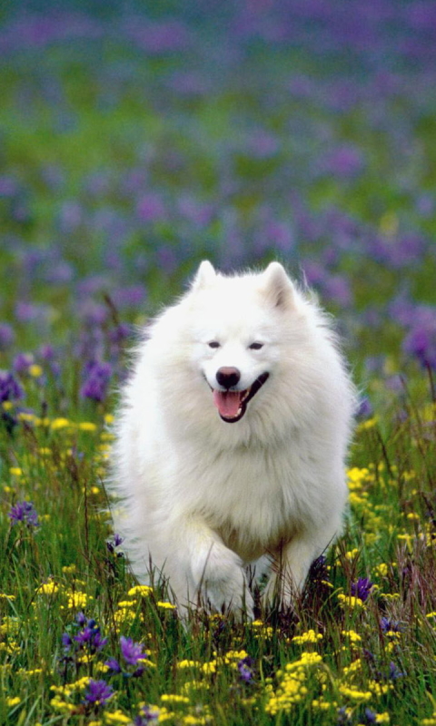 Download mobile wallpaper Dogs, Dog, Animal, Meadow, Running, Samoyed for free.