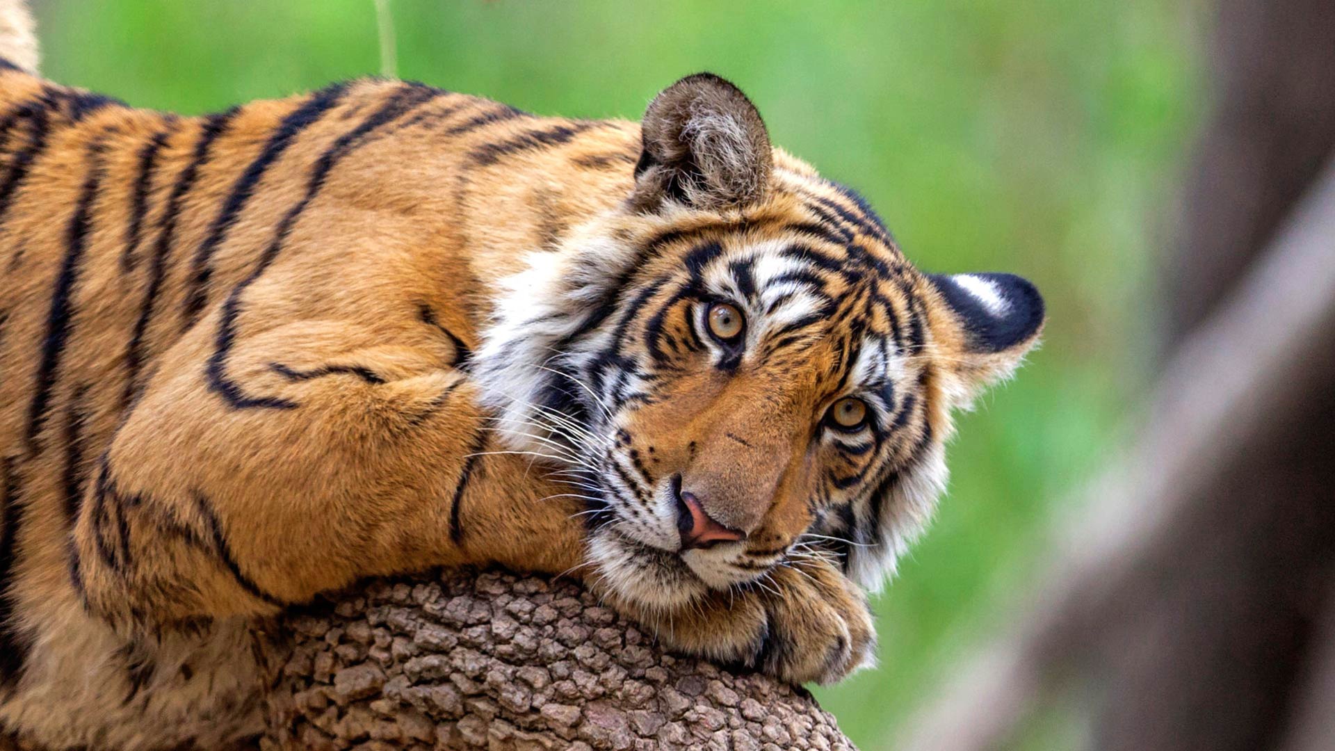 Baixe gratuitamente a imagem Animais, Gatos, Tigre na área de trabalho do seu PC