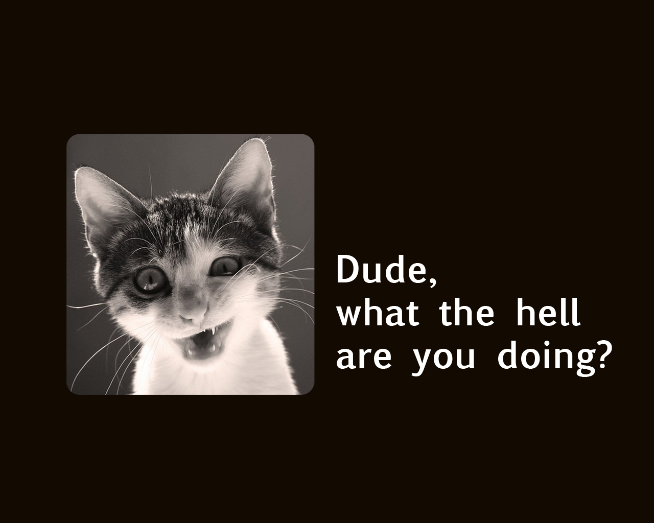 Free download wallpaper Funny, Cat, Animal, Cute, Humor on your PC desktop