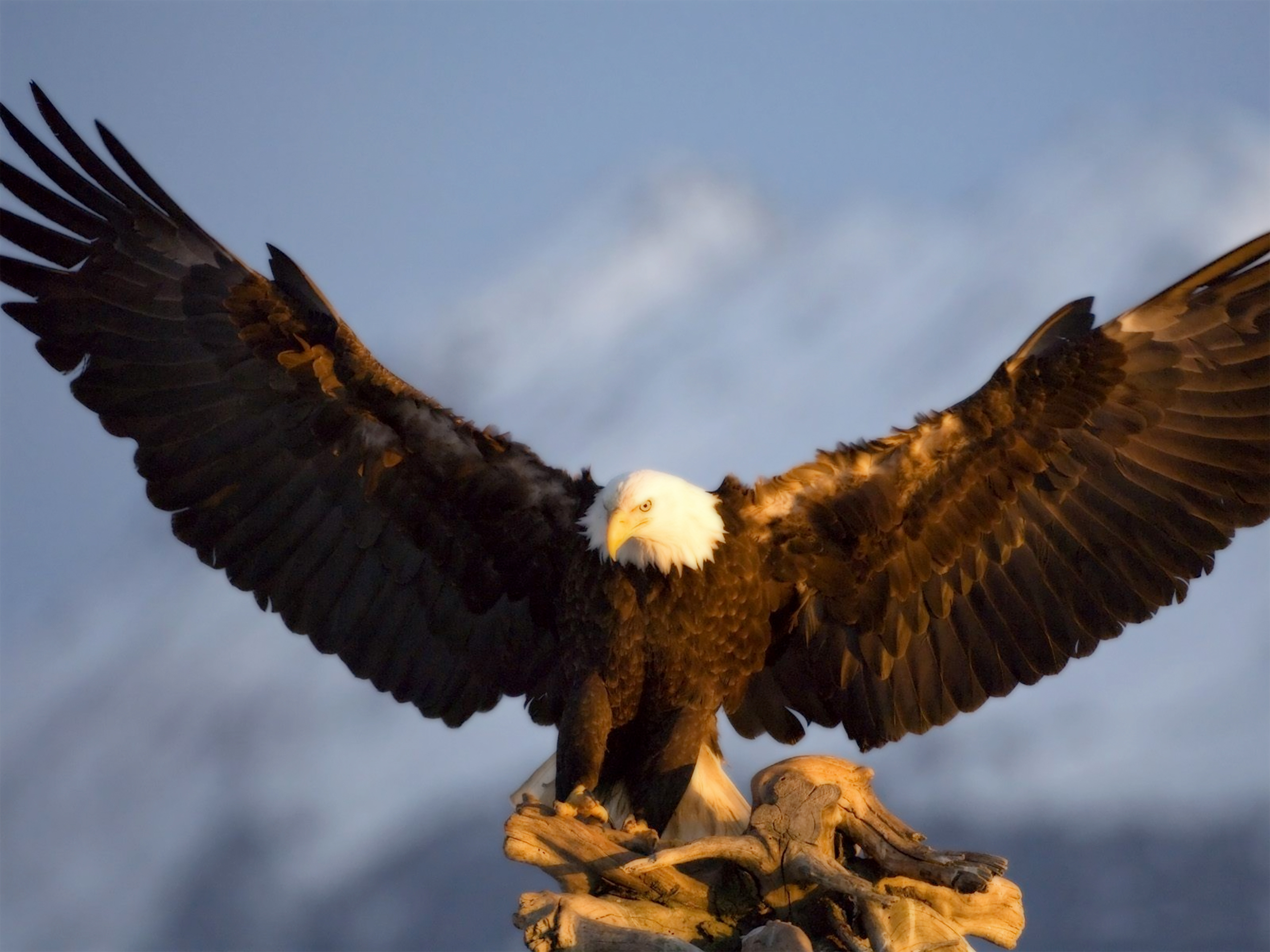 313367 descargar fondo de pantalla águila calva, animales, águila, aves: protectores de pantalla e imágenes gratis