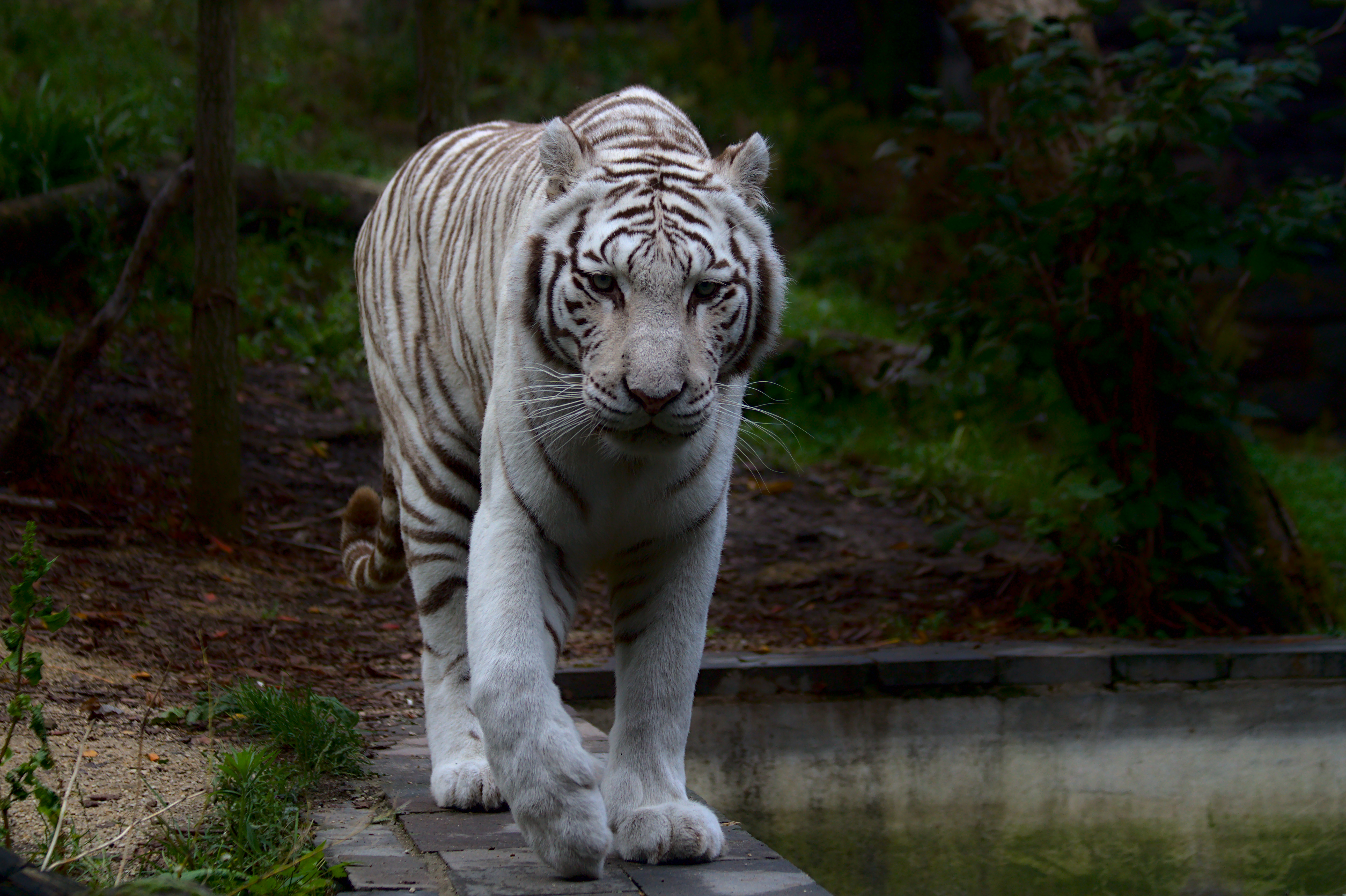 117792 télécharger le fond d'écran tigre blanc, animaux, prédateur, gros chat, fauve, tigre - économiseurs d'écran et images gratuitement