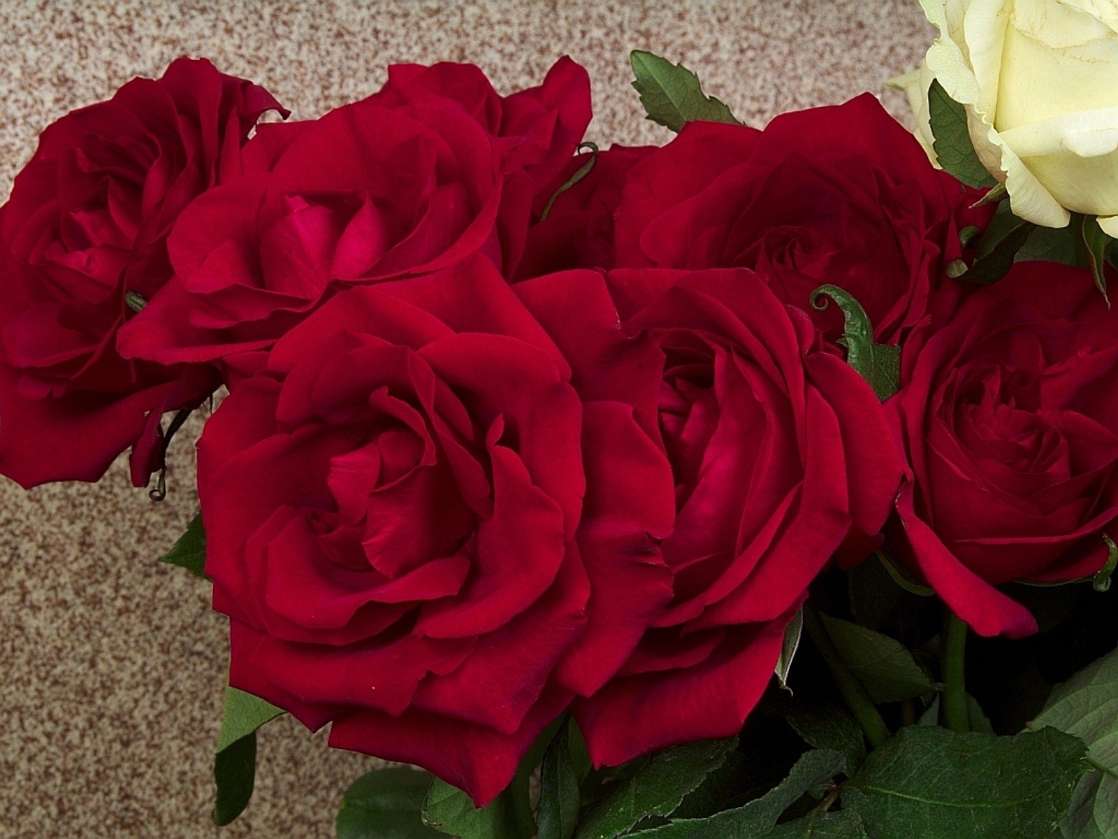 Скачати мобільні шпалери Квітка, Роза, Земля, Червона Троянда, Червона Квітка, Флауерзи безкоштовно.