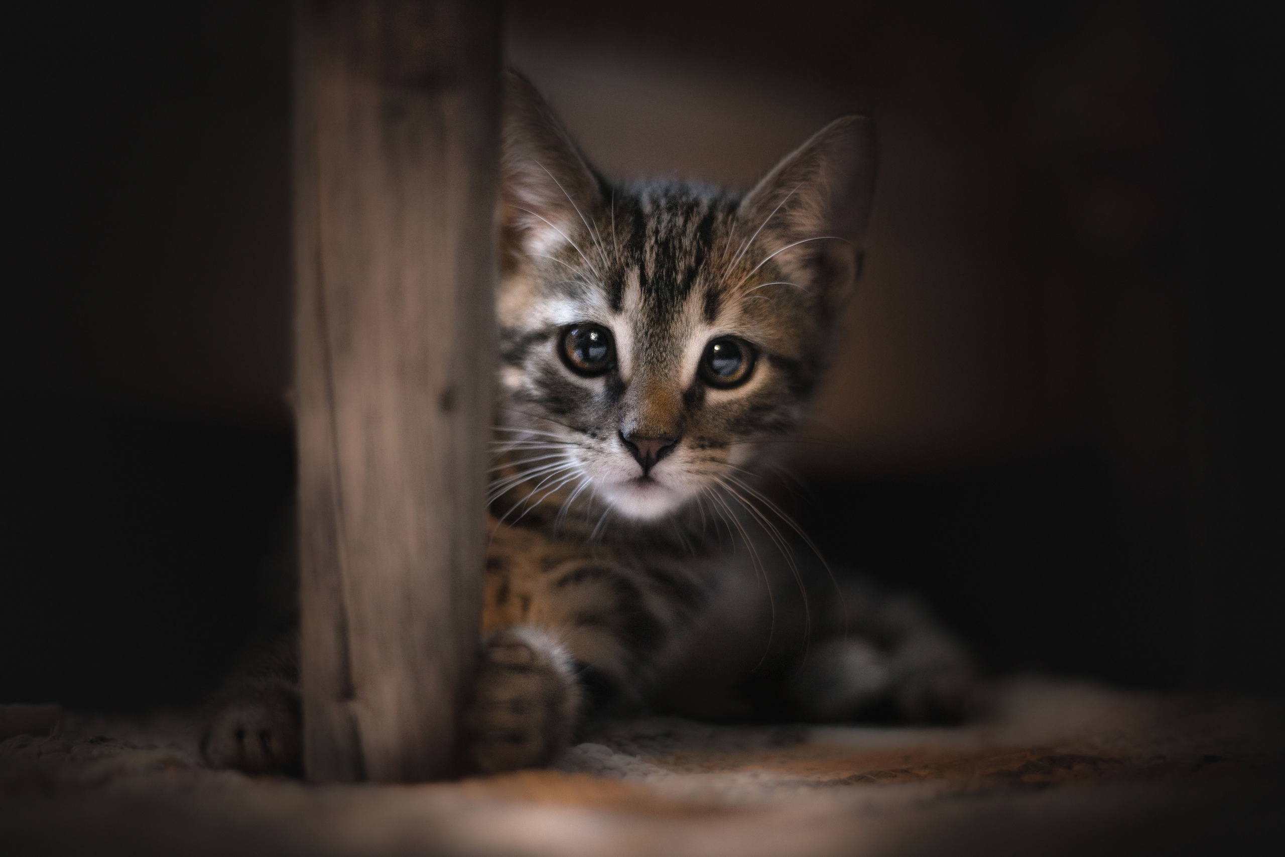 Descarga gratis la imagen Animales, Gatos, Gato, Gatito, Bebe Animal, Mirar Fijamente en el escritorio de tu PC