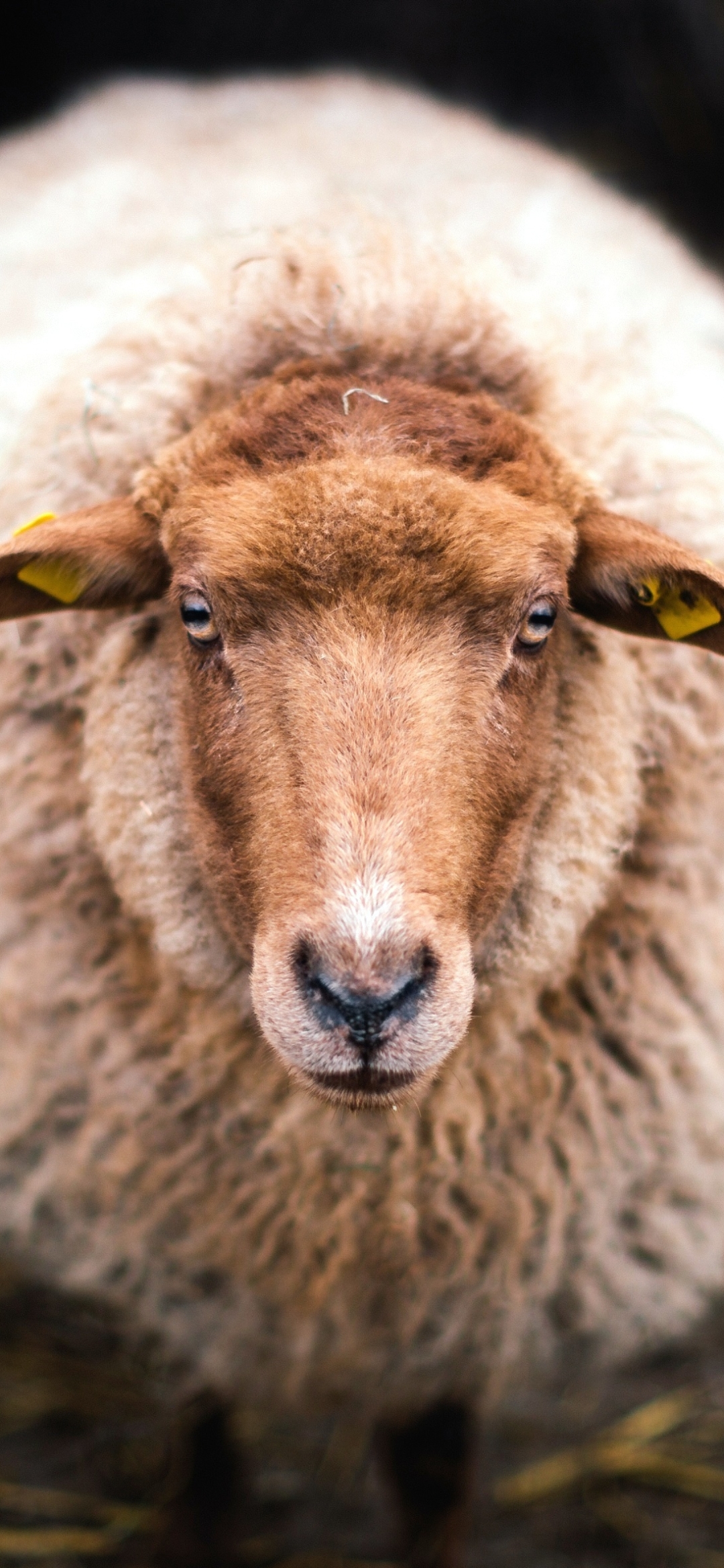 Download mobile wallpaper Animal, Sheep for free.