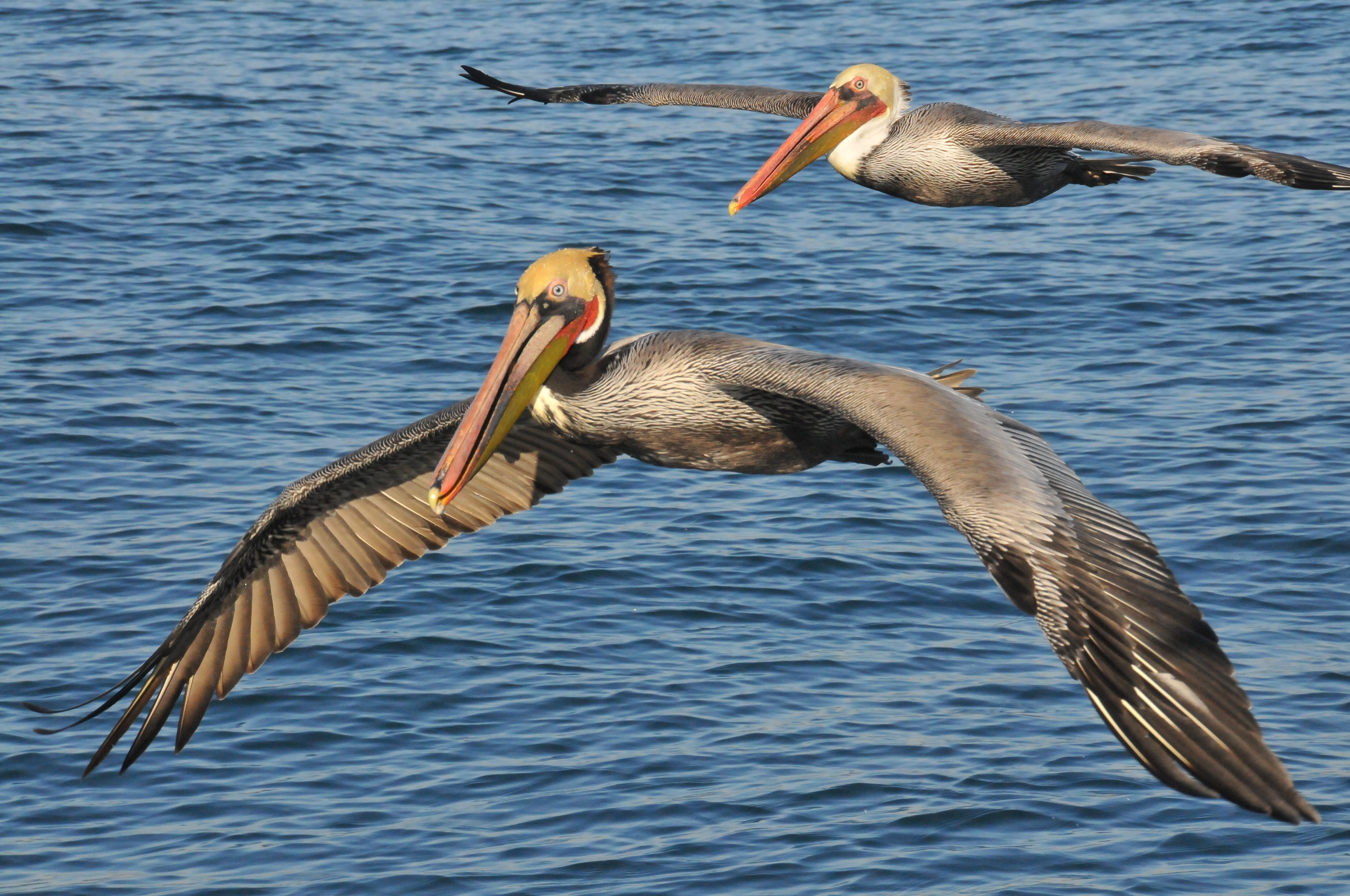 animals, birds, sea, pelicans