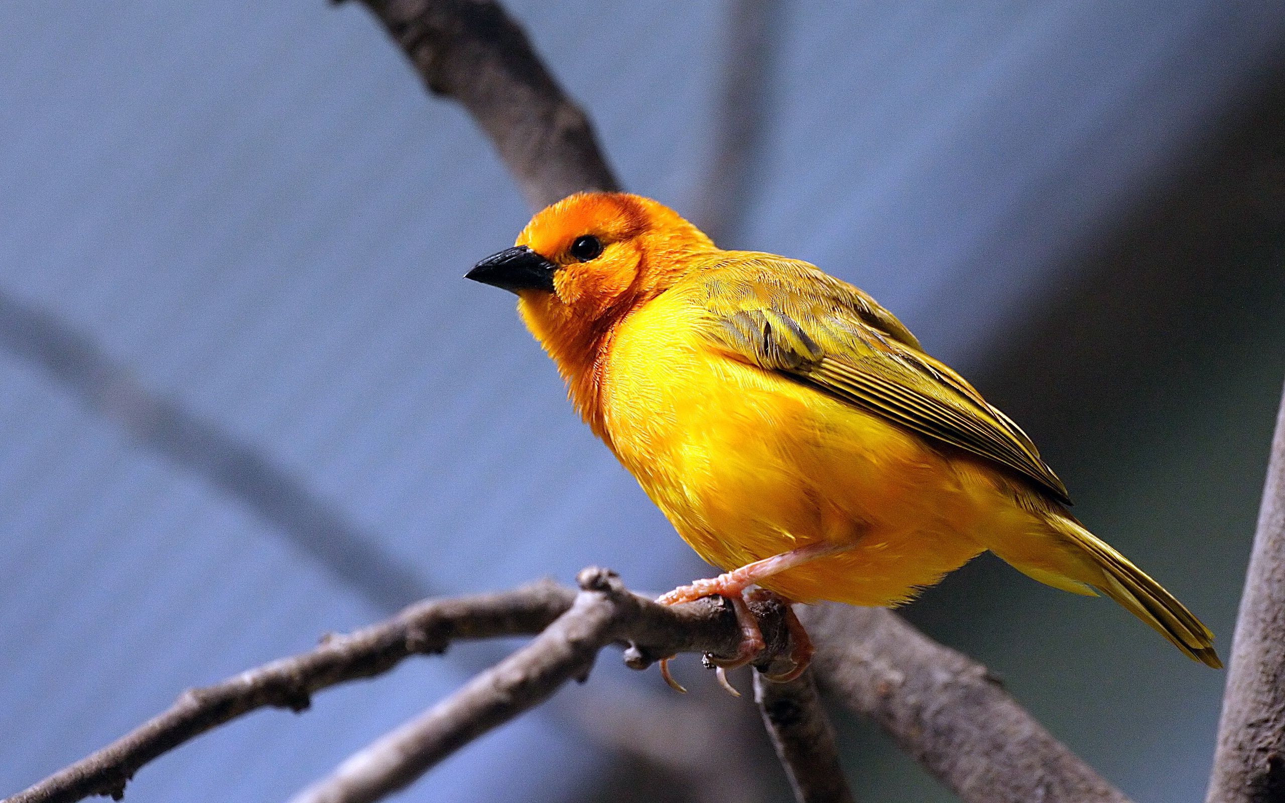 PC Wallpapers bird, animals, sit, branch, bright color, yellow bird