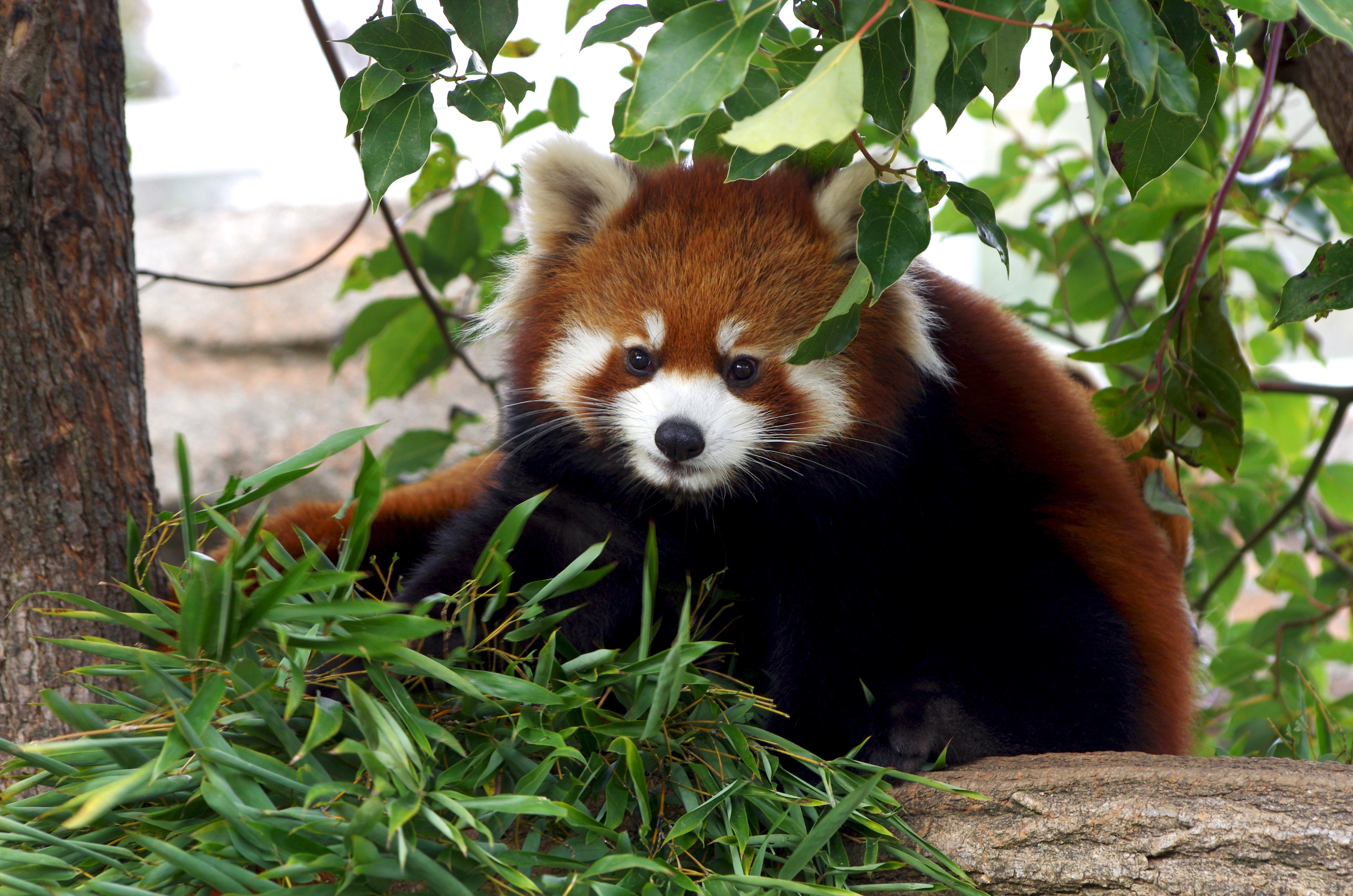 87387 скачать обои красная панда, животные, милый, трава, бамбук - заставки и картинки бесплатно
