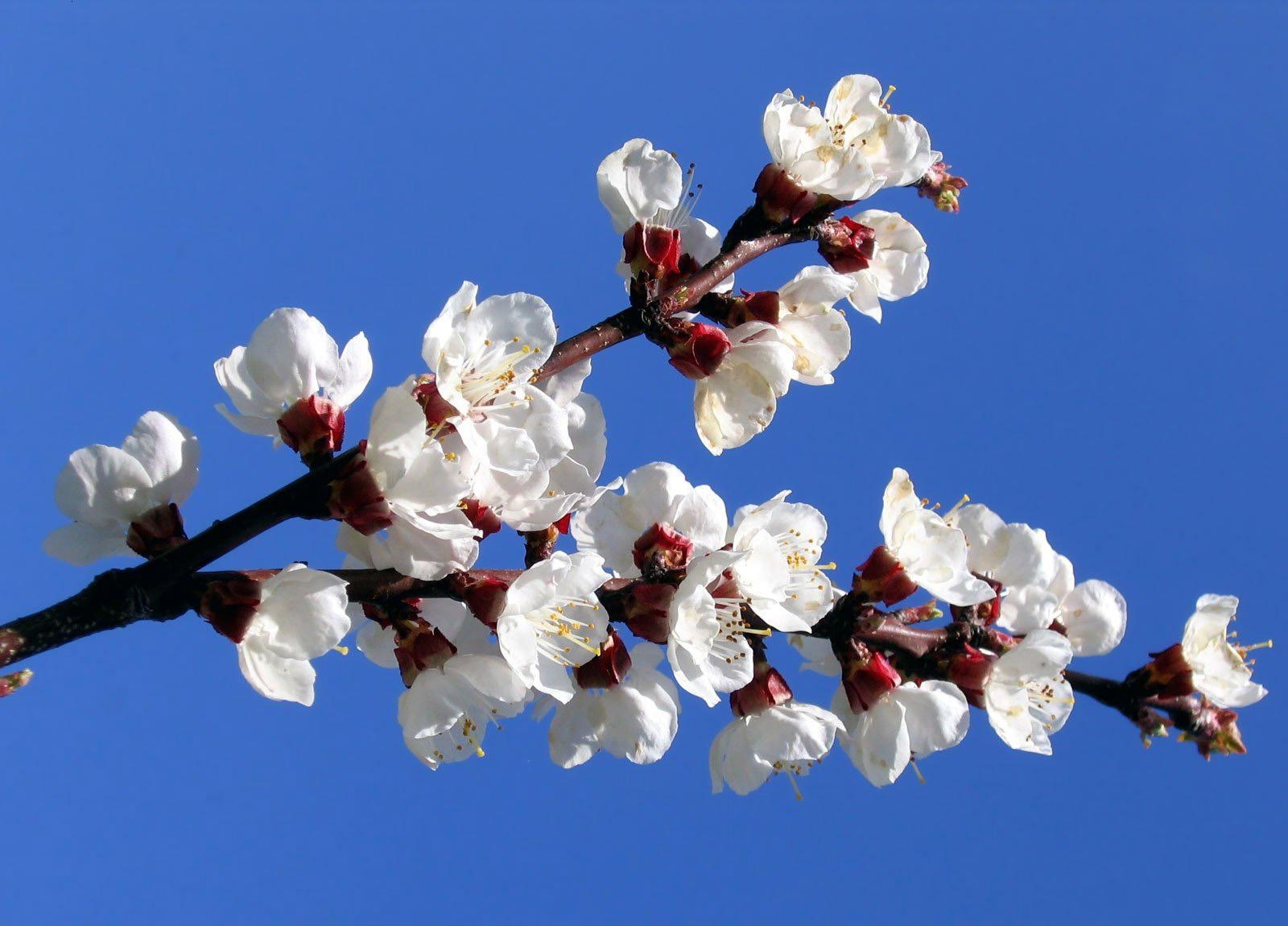 Free download wallpaper Flowers, Sky, Flowering, Branch, Mood, Bloom, Spring on your PC desktop